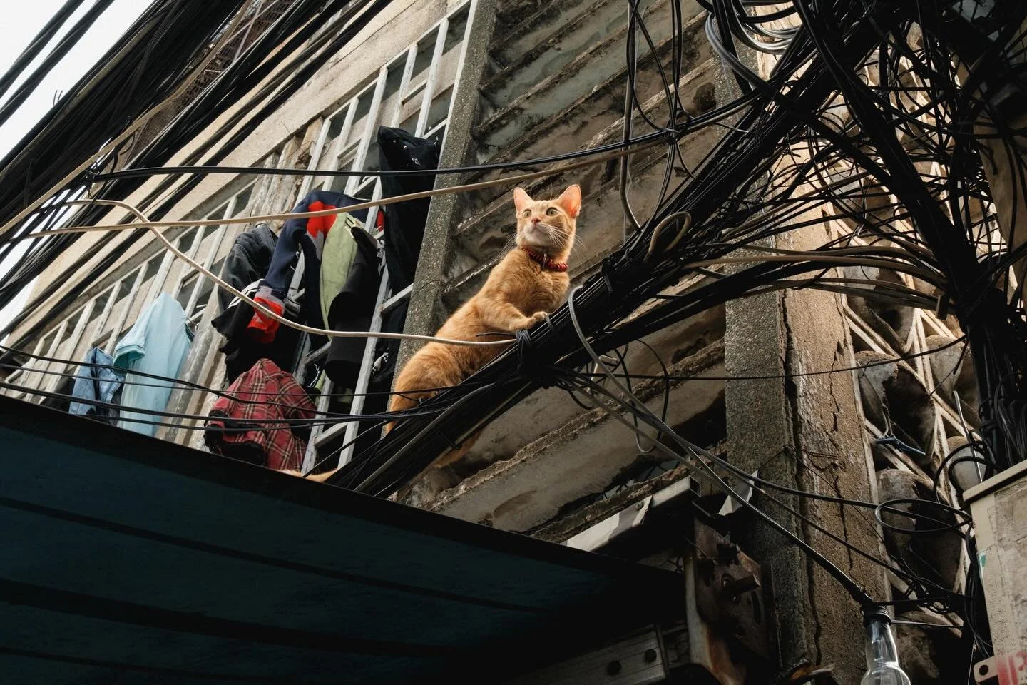 [SAIGON] Wildlife in Saigon series
&bull;
&bull;
&bull;
#saigon #streetphotography #vietnamstreets #saigonphototours #fujifilmvietnam