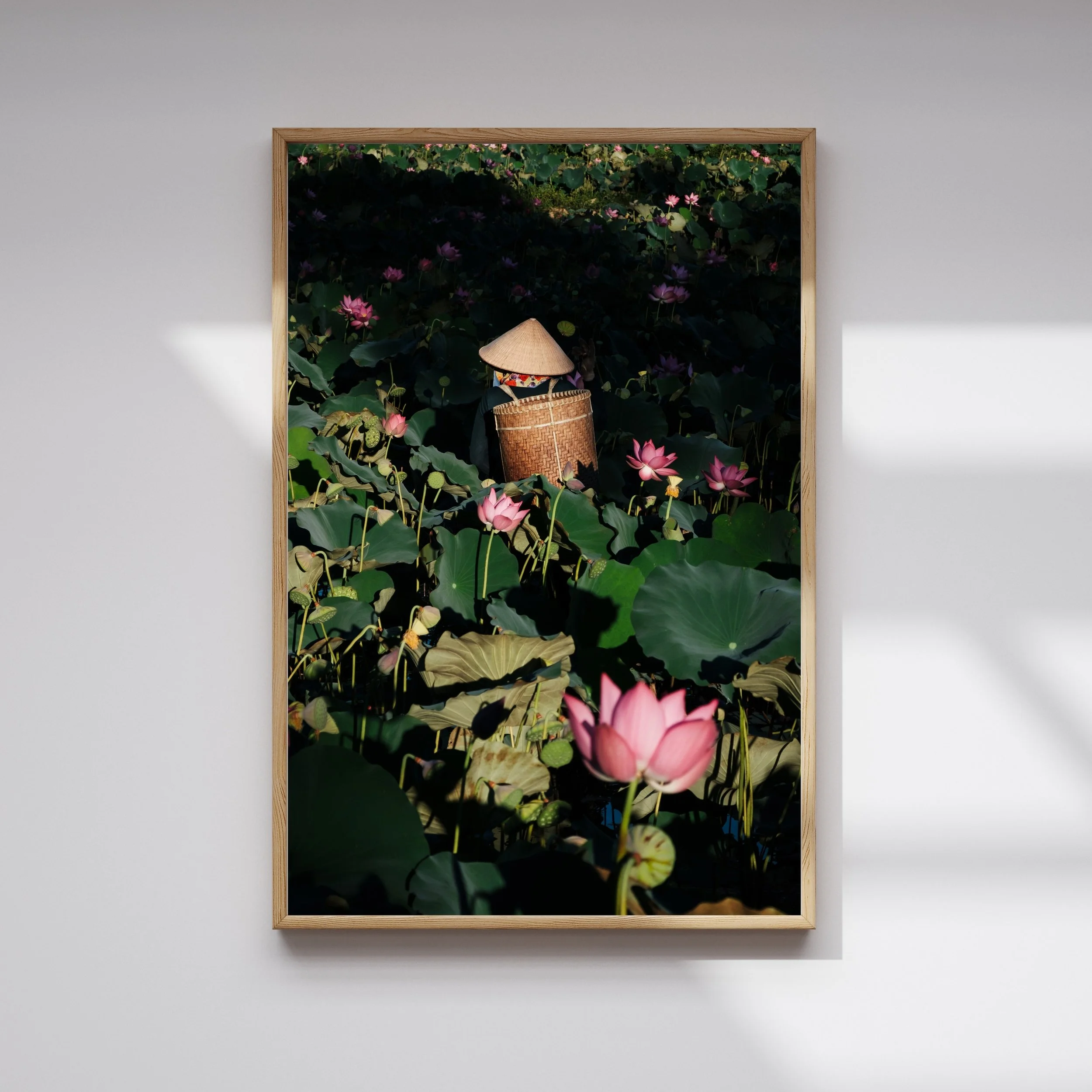 Lotus harvest