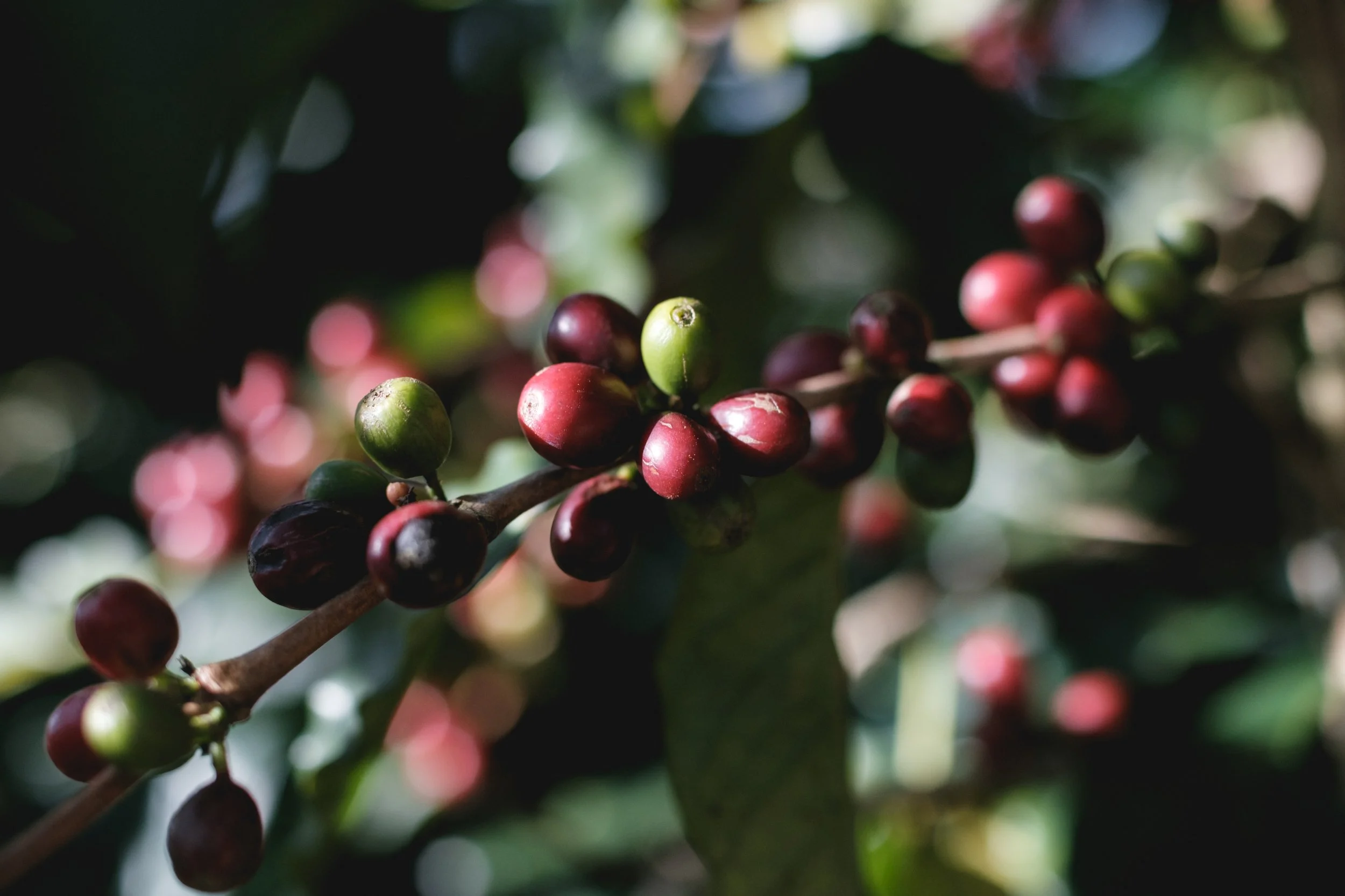 Mercafe Vietnam_Lam Dong farm (2).jpg