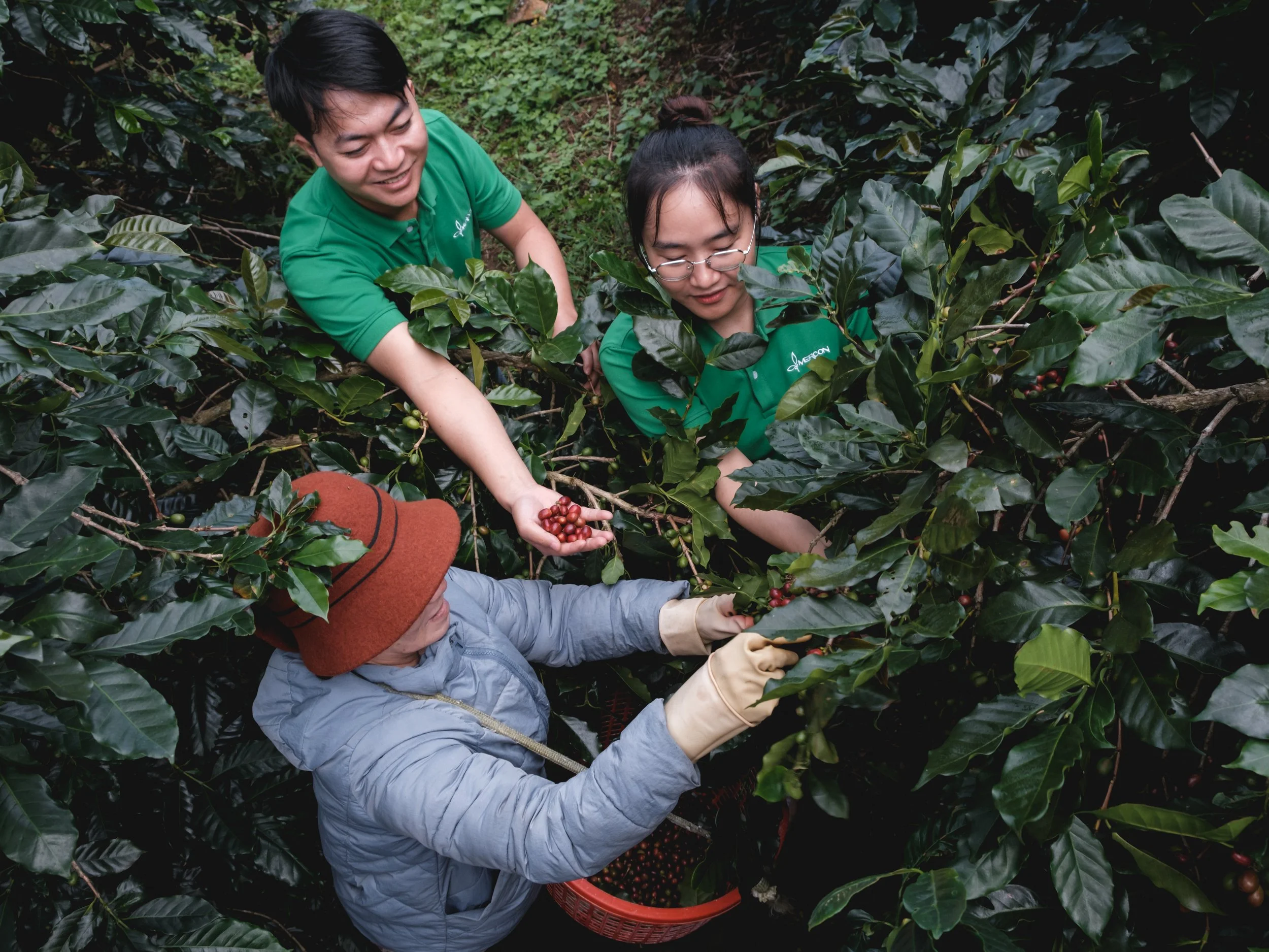 Mercafe Vietnam_Lam Dong farm (114).jpg