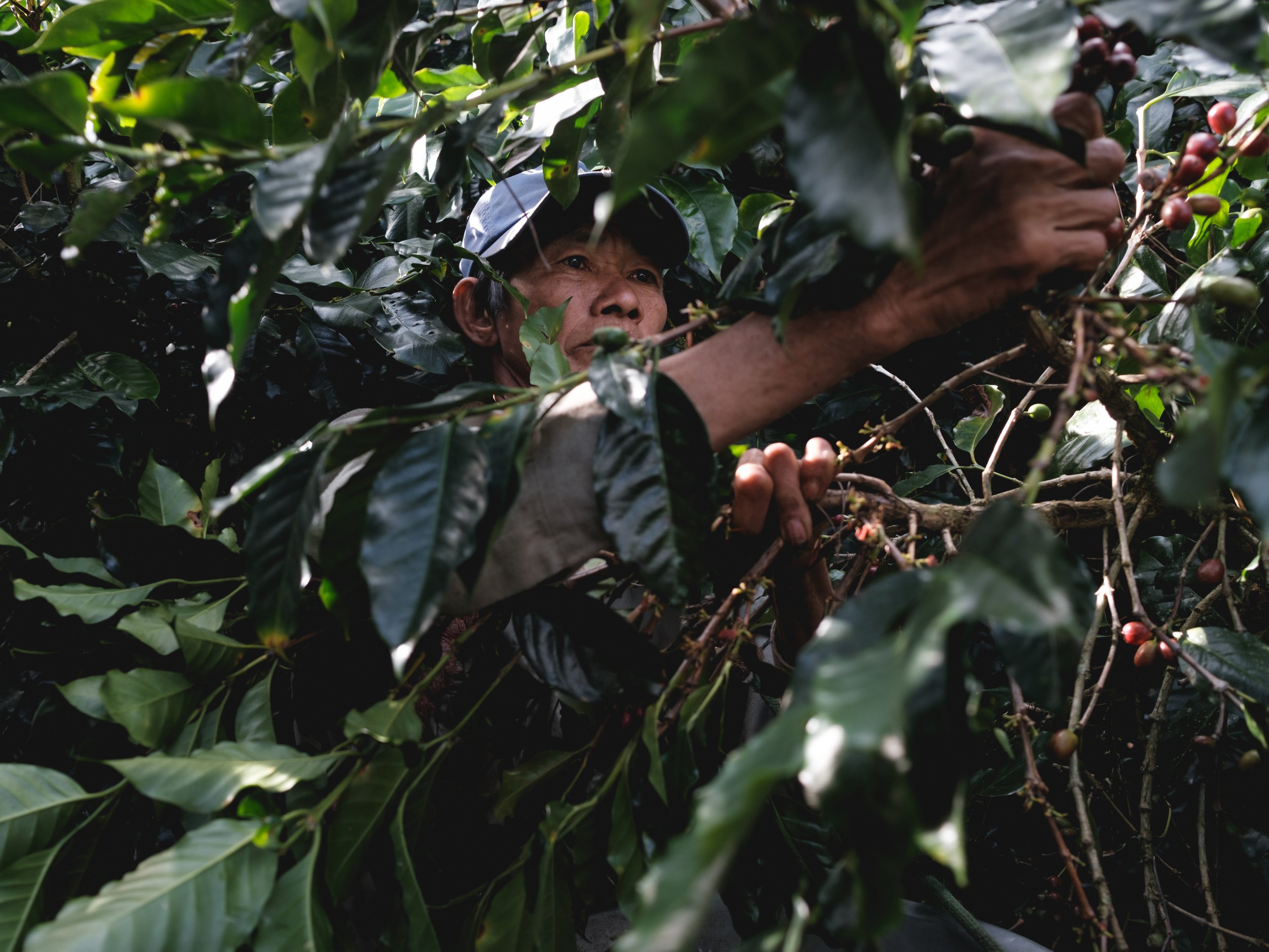 Mercafe Vietnam_Lam Dong farm (93).jpg