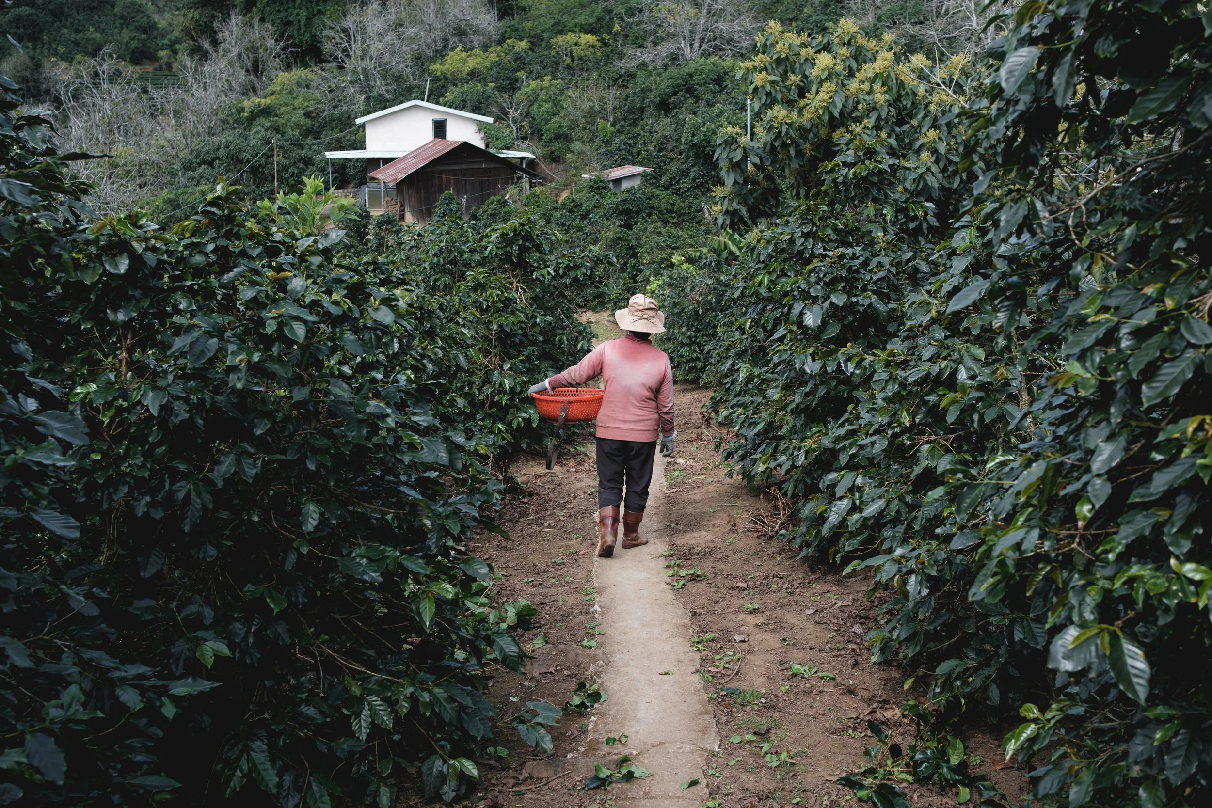 Mercafe Vietnam_Lam Dong farm (47).jpg