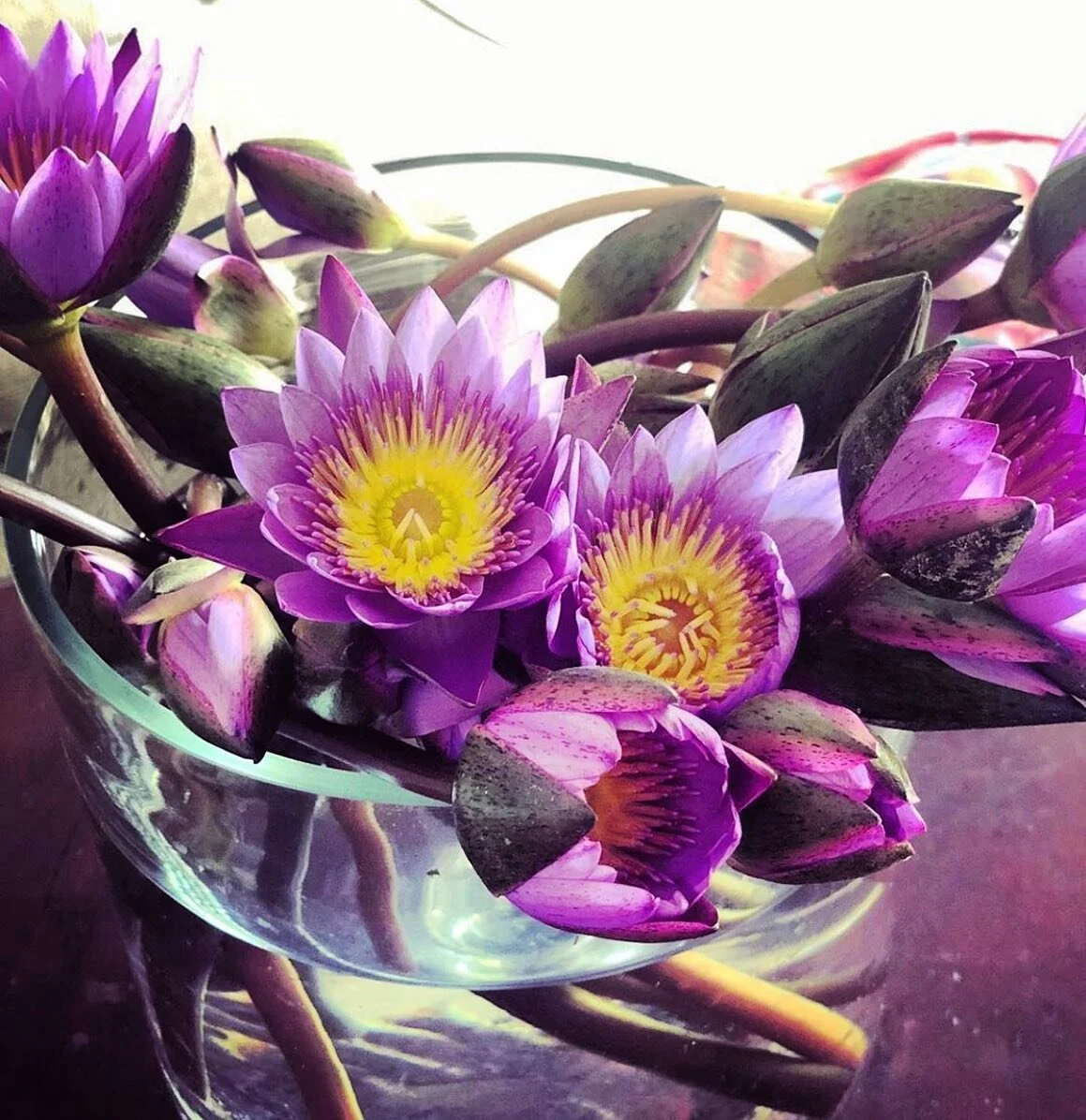 Thinking of Mums &amp; all those who love and care for family and friends all over the world today. Especially those we can&rsquo;t be with. X 💚💜💚 The &lsquo;Nil Manel&rsquo; or blue water lily, was declared as the national flower of Sri Lanka in 1986. What a beauty it is... Big TCT L💚ve XxXx 🌸 #thisonesformum

📸 @meda_gedara_villa_ 
#mothersday
#thisonesformum
#allyouneedislove
#mothers
#carers
#loveyou 
#flowerpower
#nationalflower
#bluewaterlily
#srilankanflowers 
#srilankanvibes 
#srilankanfood
#srilankanfamily 
#foodislove 
#tcttakeaway
#sunday 
#sundayfunday 
#bigtctlove