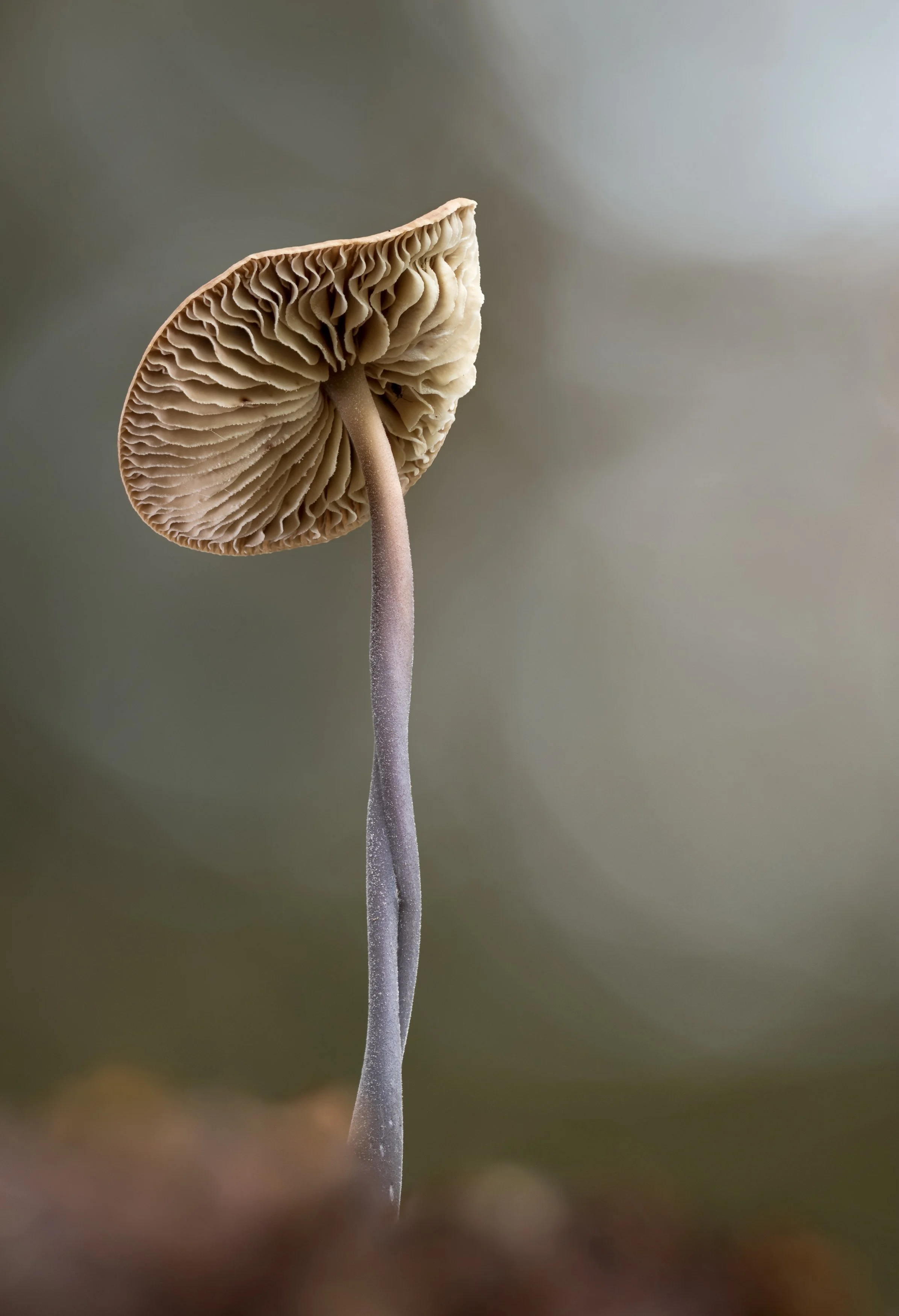 2021-12-08-11.23.20 ZS x49 retouched-Edit.jpg