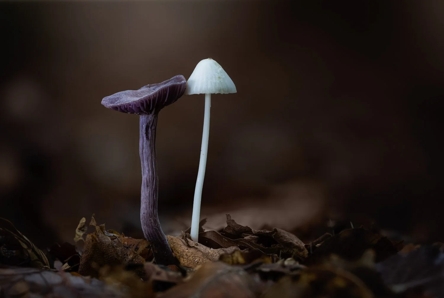 Harmony (Amethyst deceiver + White Milking Bonnet).jpg