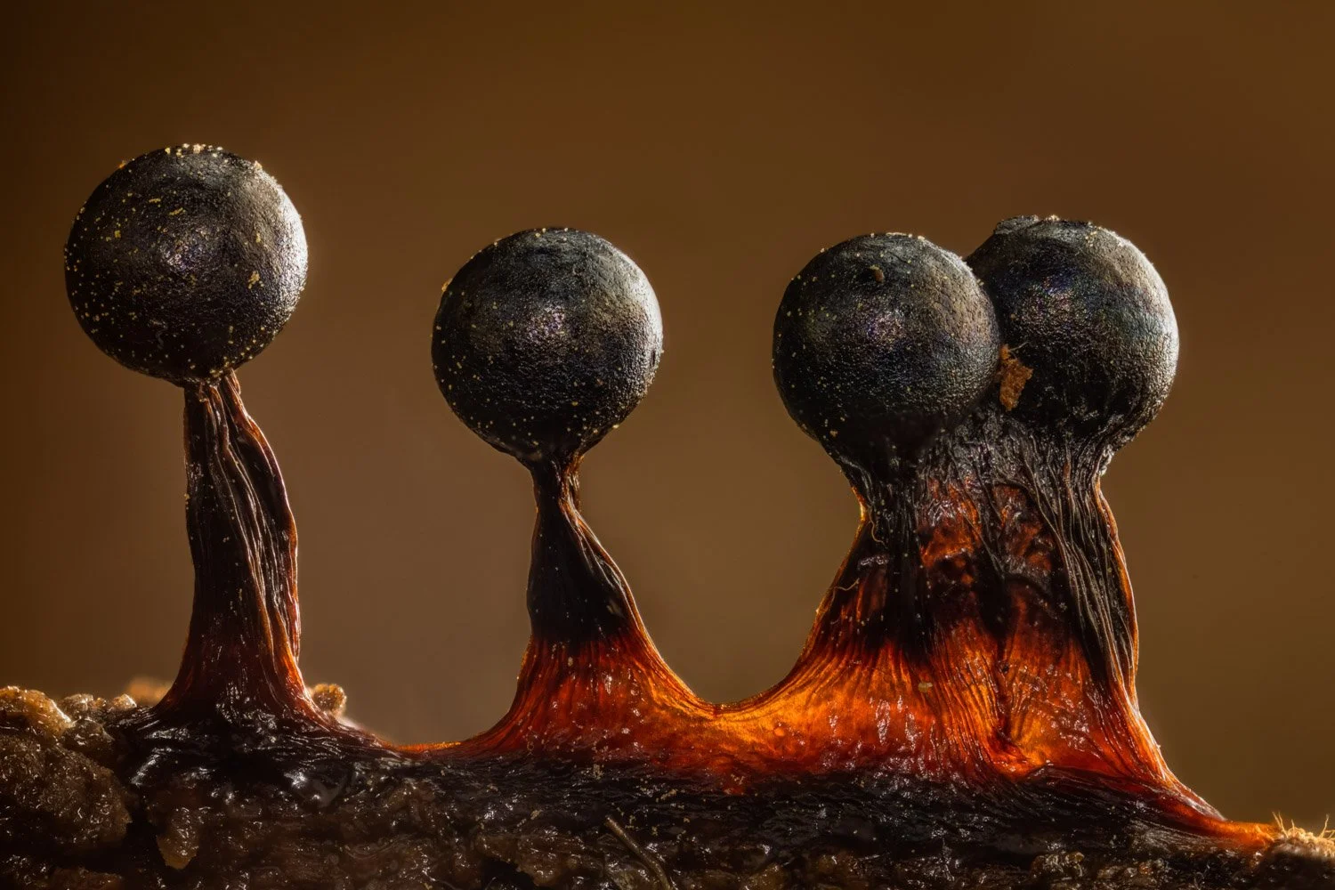 Slime Mould group of 4 (Metatrichia floriformis).jpg