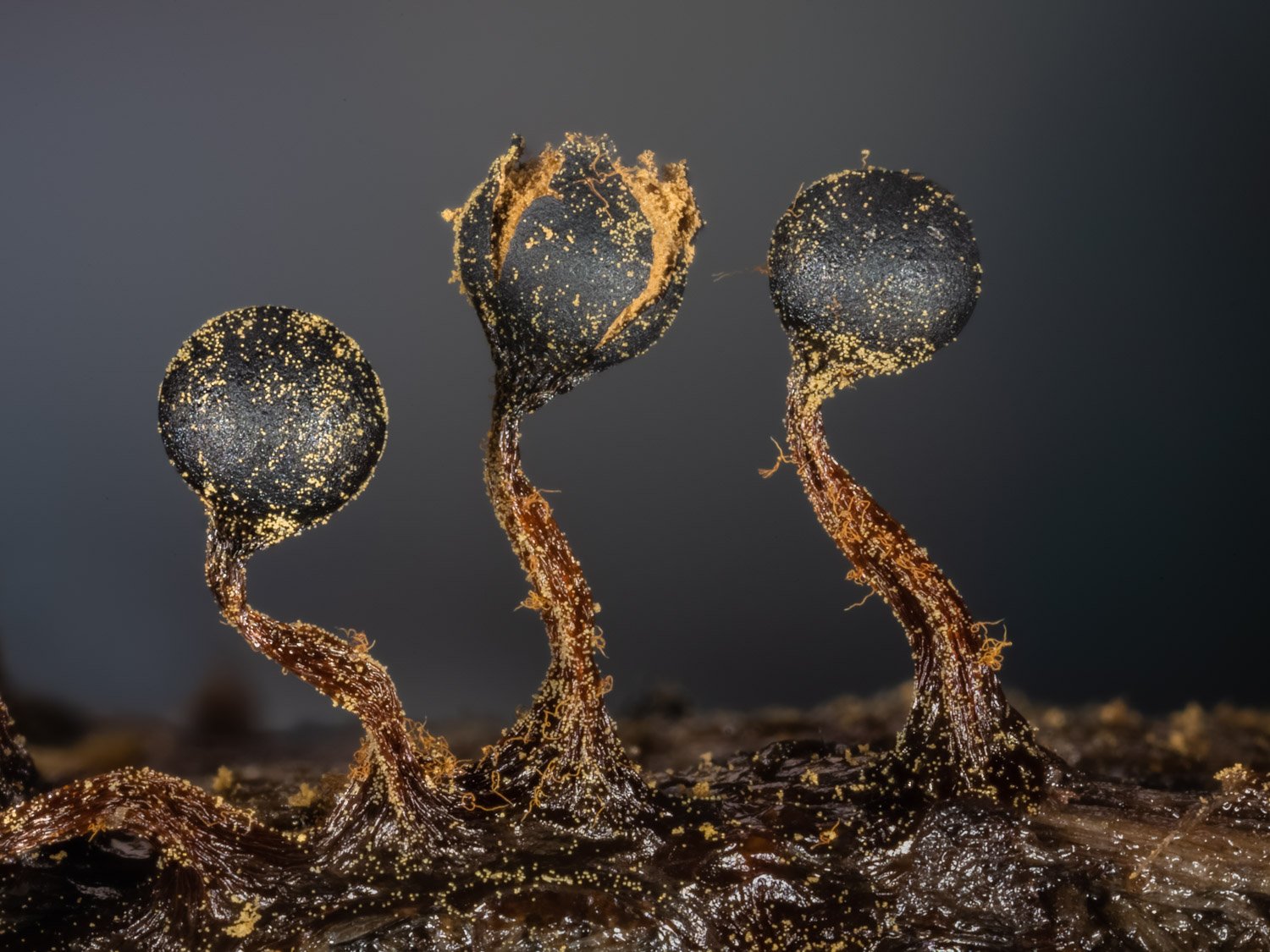Slime Mould group of 3 (Metatrichia floriformis).jpg