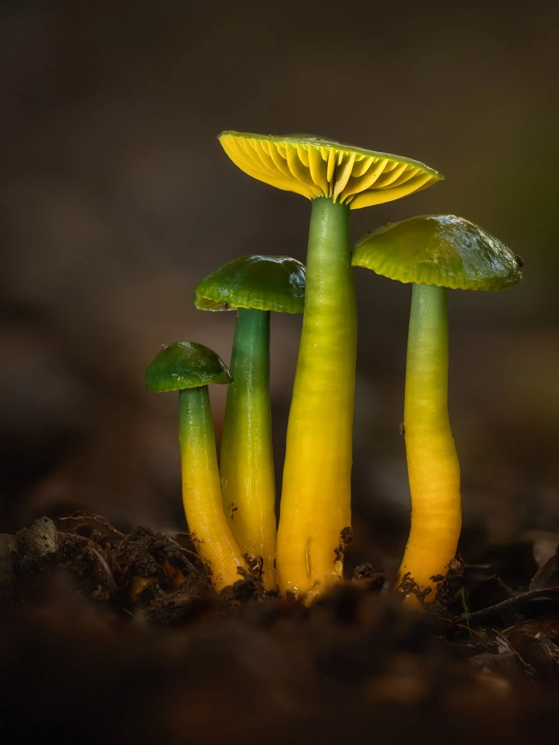 Parrot Waxcaps.jpg