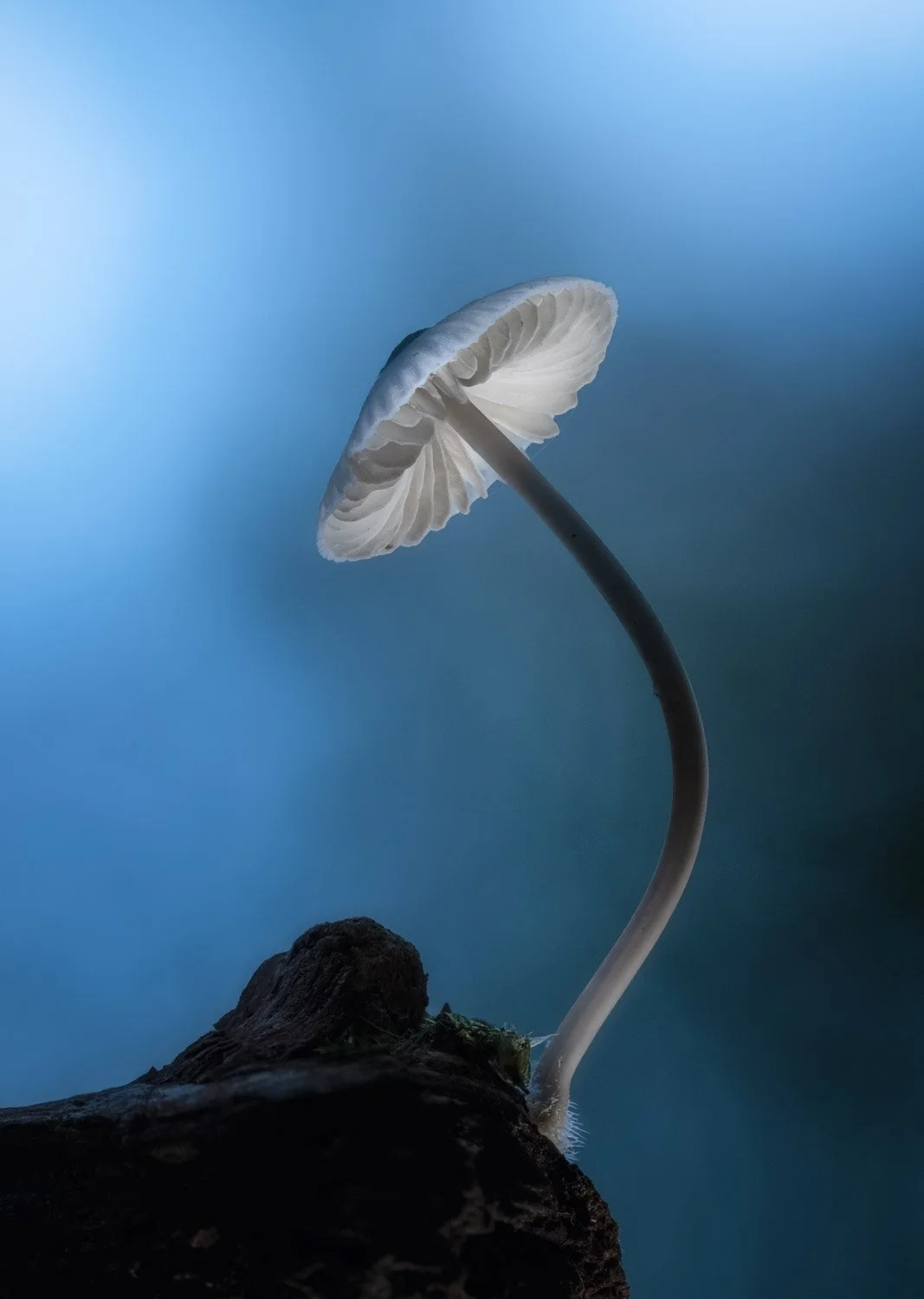 Ivory Bonnet.jpg