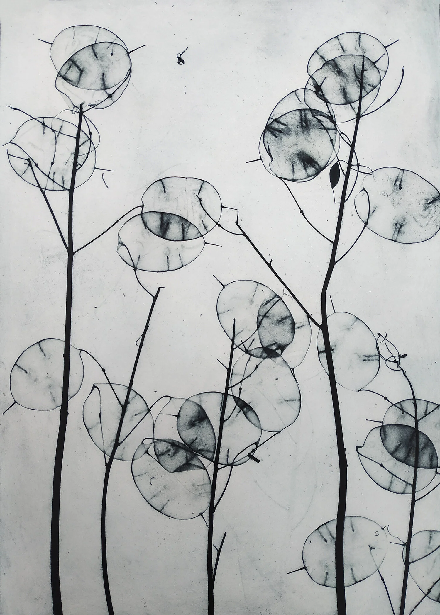 Honesty.
Melanie Goemans, 2020.
Solar plate etching, edition 15/30.
£240 framed, 43 x 53cm  (1 available, 2 SOLD).
£195 unframed, Print size 21 × 30 cm.