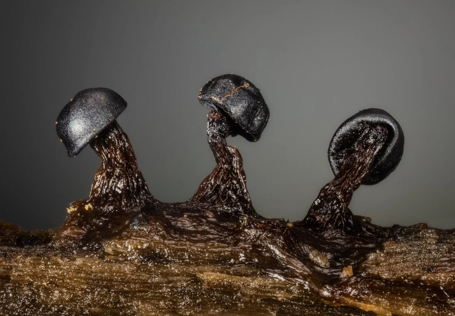 Asleep on duty (Metatrichia floriformis slime mould).jpg