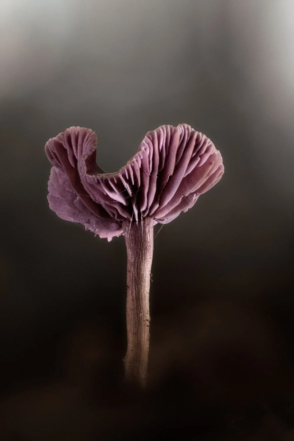 Amethyst Deceiver.jpg