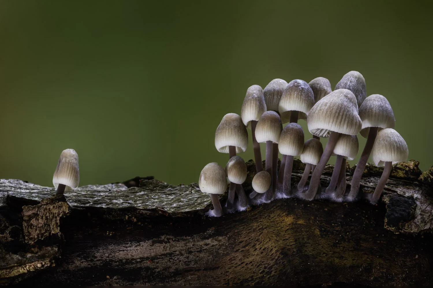 The Choir (Clustered Bonnets).jpg