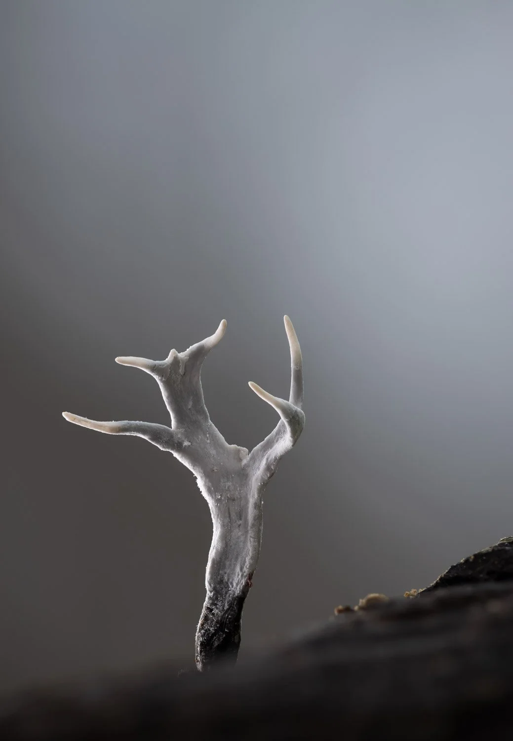 Candlesnuff Fungus.jpg