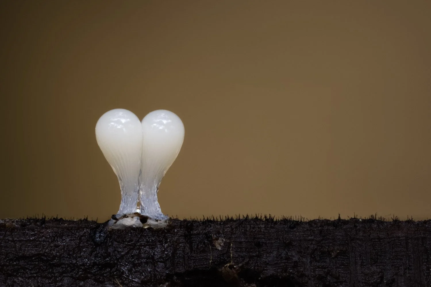 A Quiet Moment (Trichia decipiens slime mould).jpg