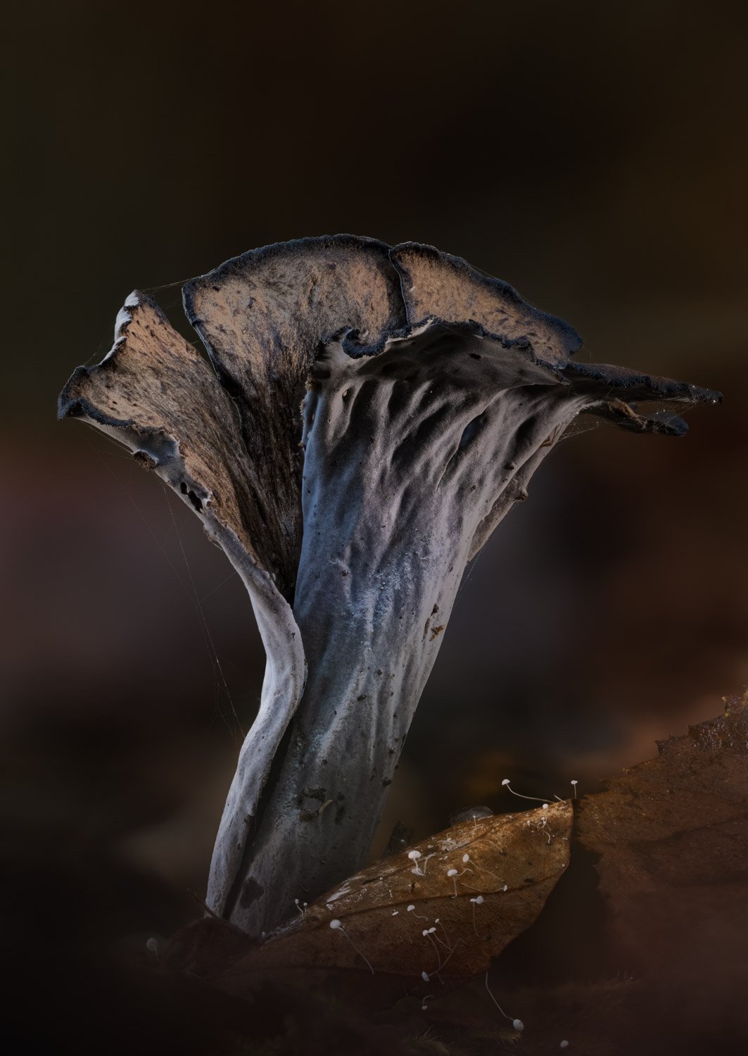 Horn of Plenty.jpg