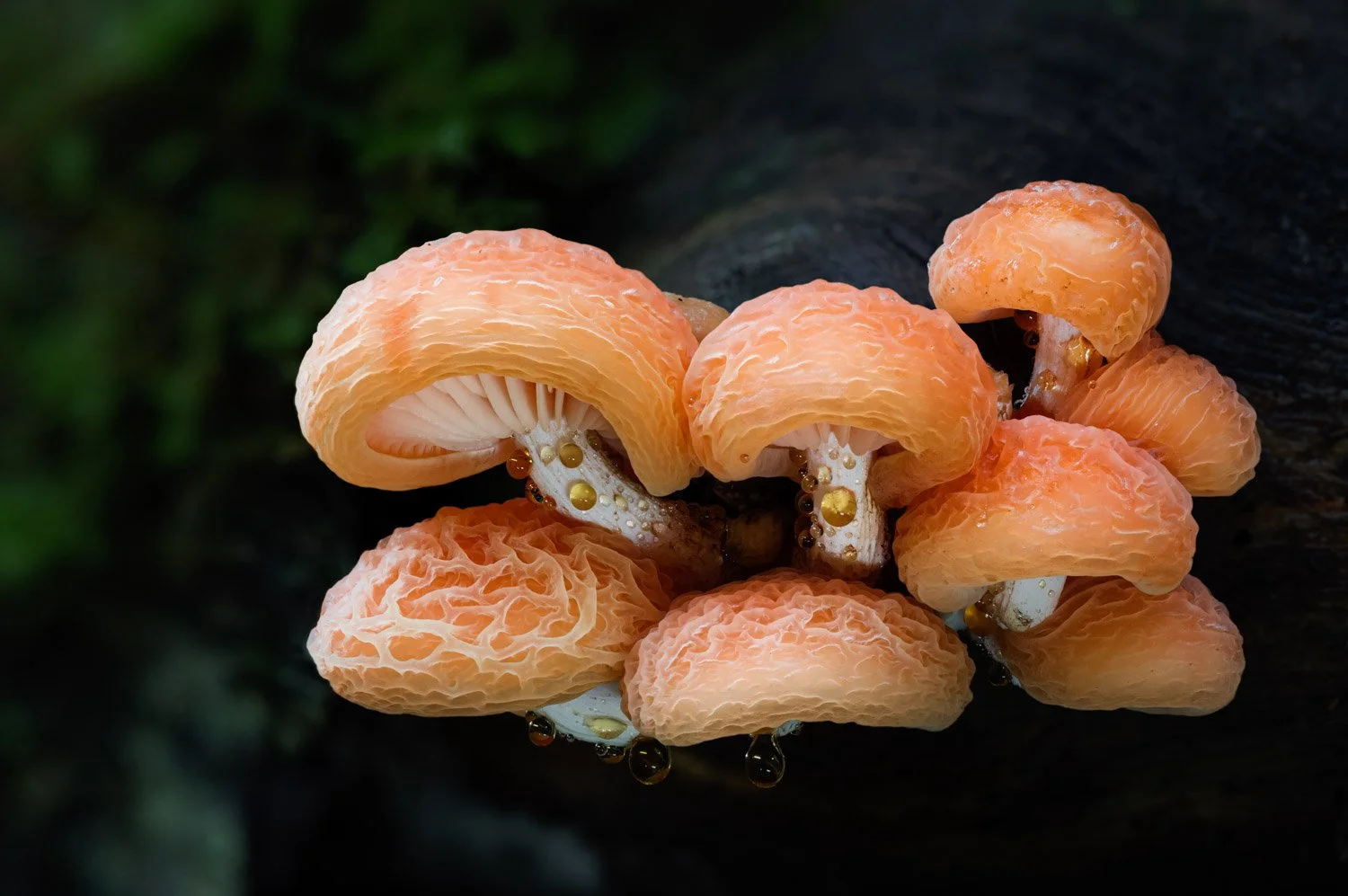 Wrinkled Peach Fungus.jpg