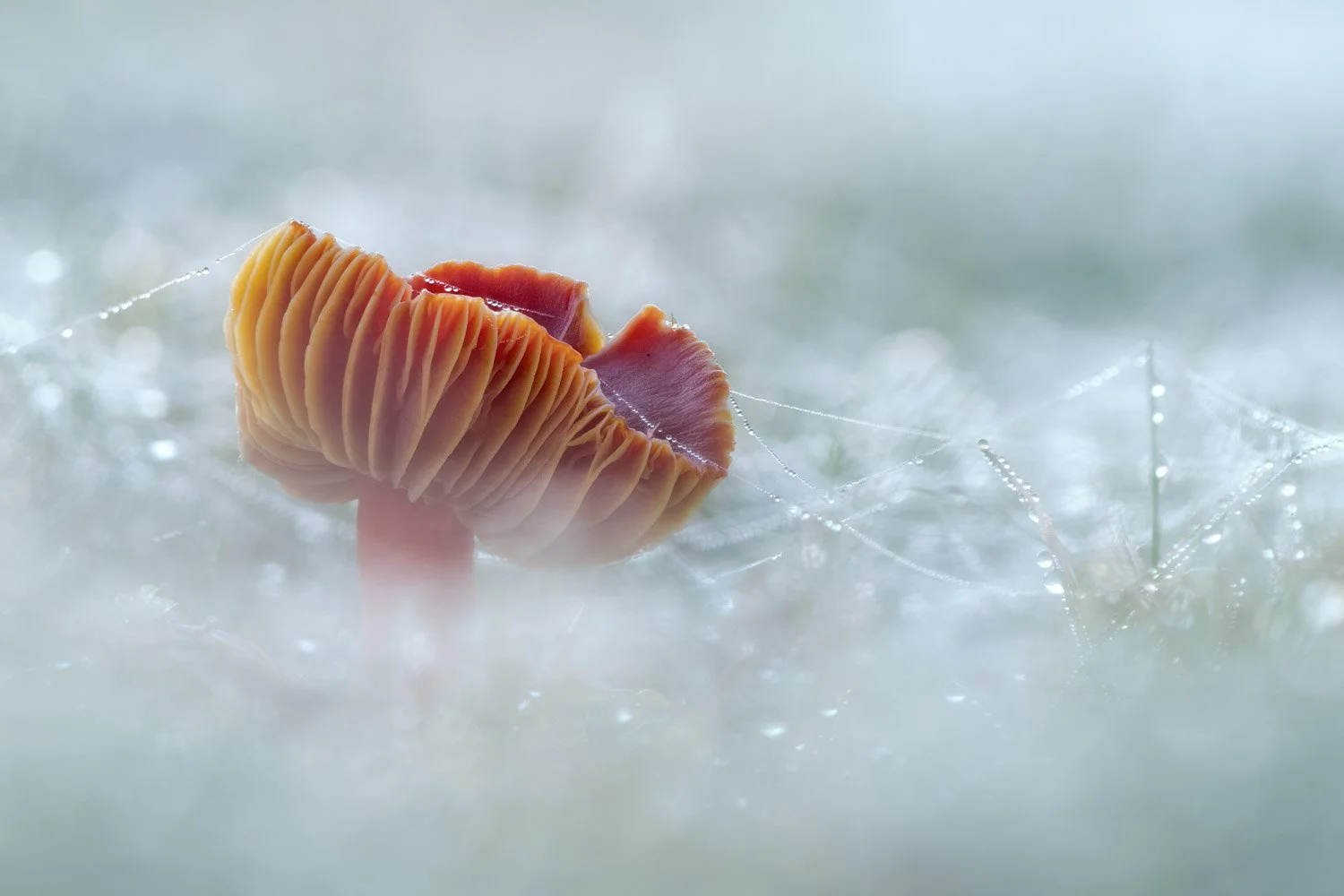Scarlet Waxcap.jpg