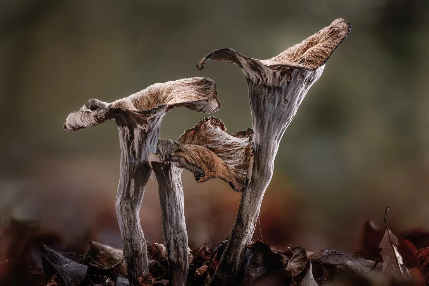 Horn of Plenty Trio.jpg