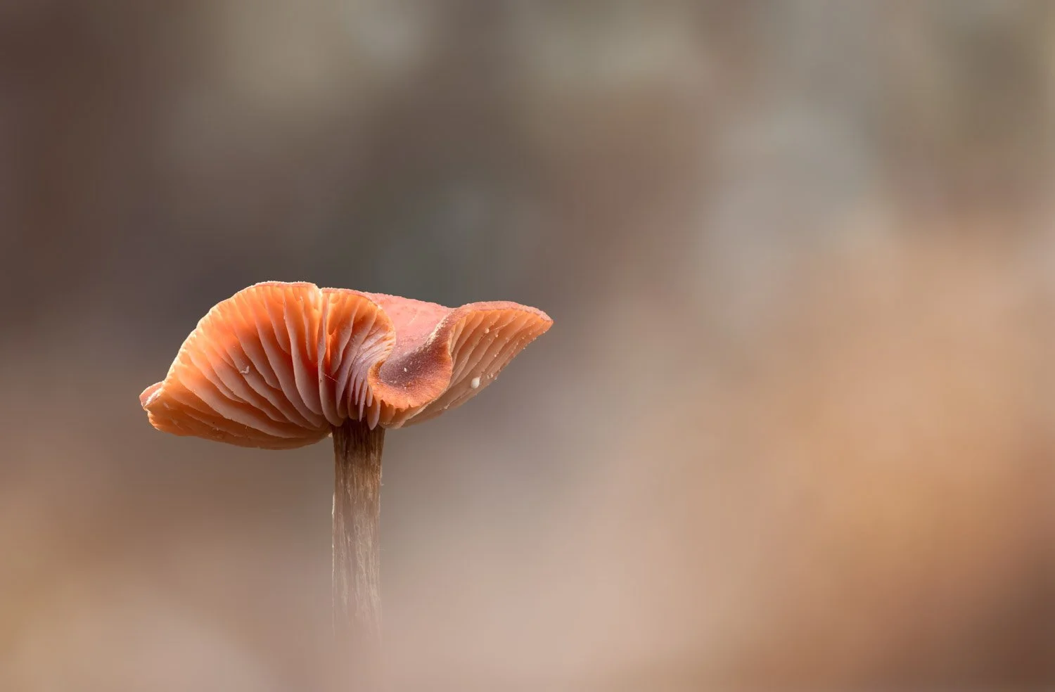 Orange Milkcap.jpg