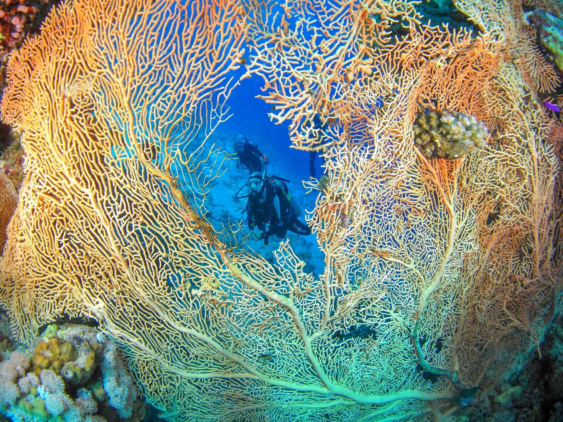 Fish&Corals (11 di 142).jpg