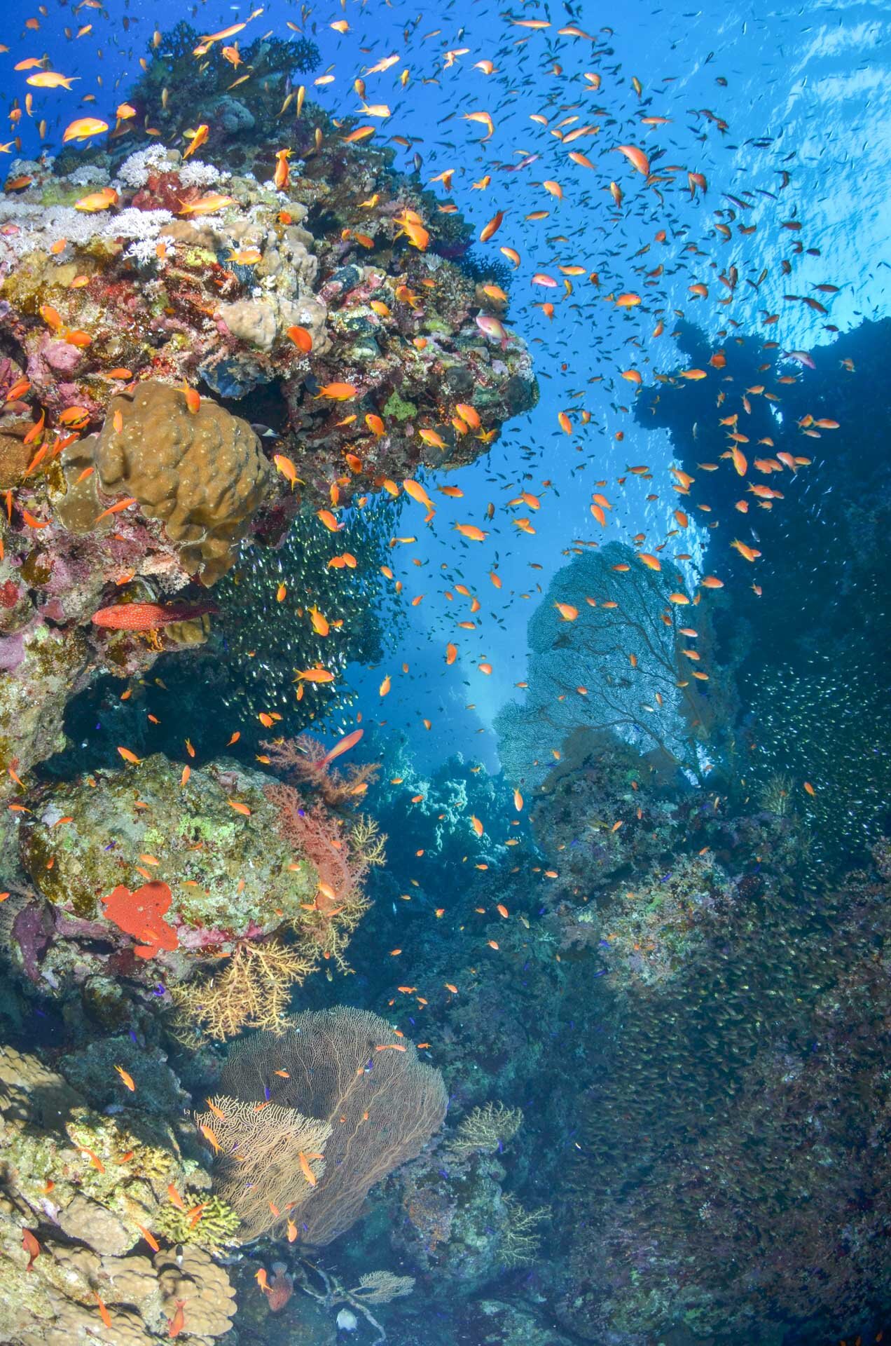 Fish&Corals (13 di 142).jpg