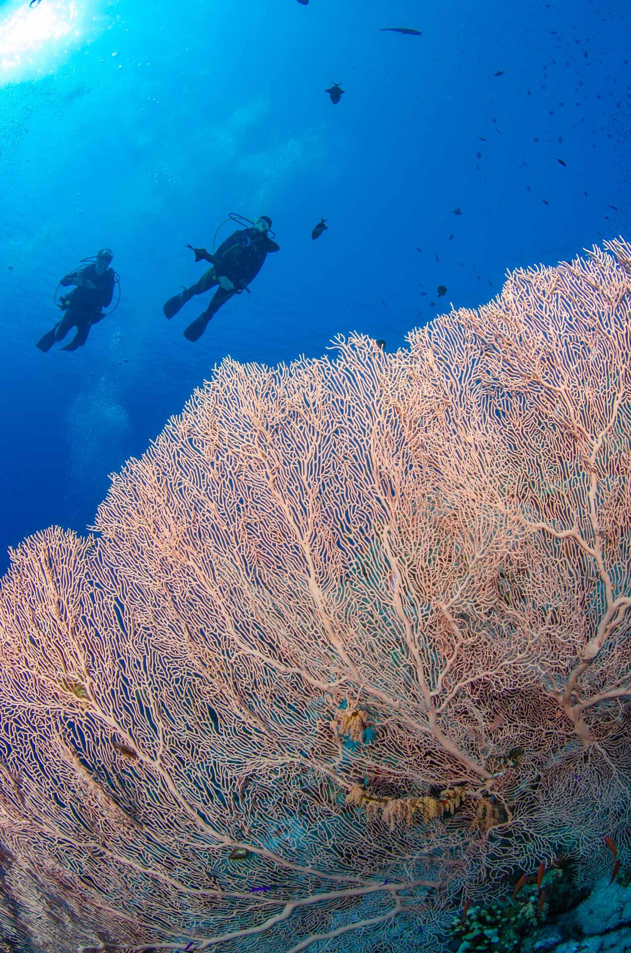 Fish&Corals (31 di 142).jpg