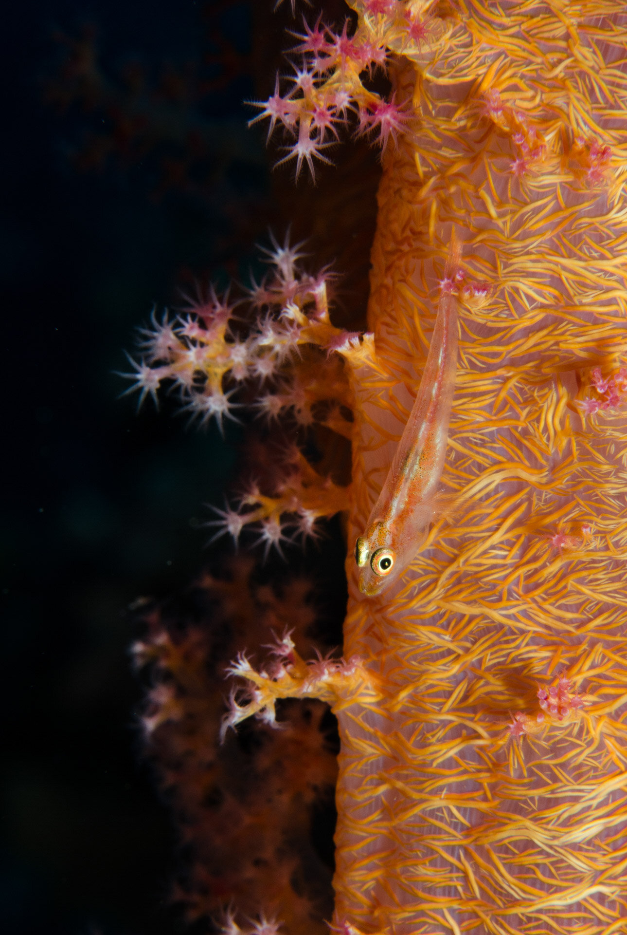 Fish&Corals (33 di 142).jpg