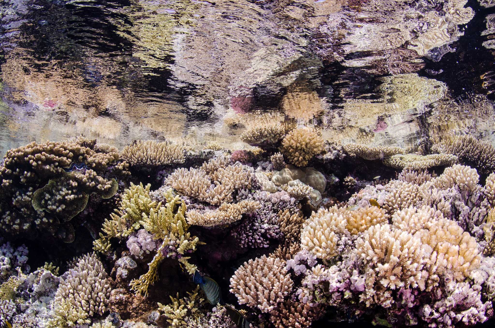 Fish&Corals (64 di 142).jpg