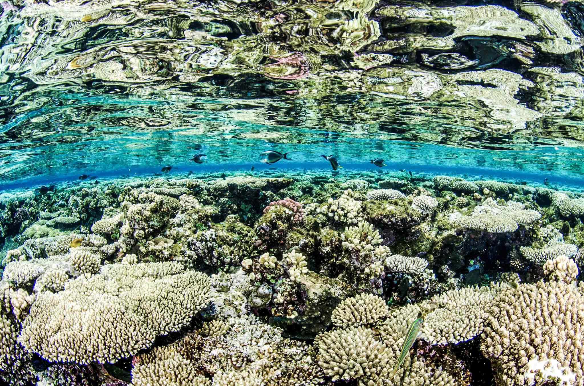 Fish&Corals (73 di 142).jpg