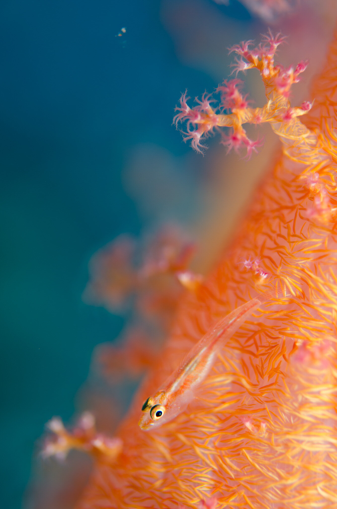 Fish&Corals (84 di 142).jpg