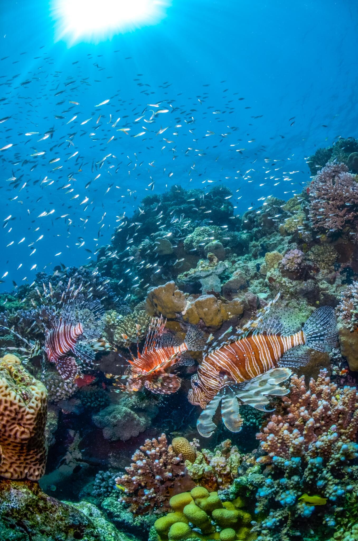 Fish&Corals (112 di 142).jpg