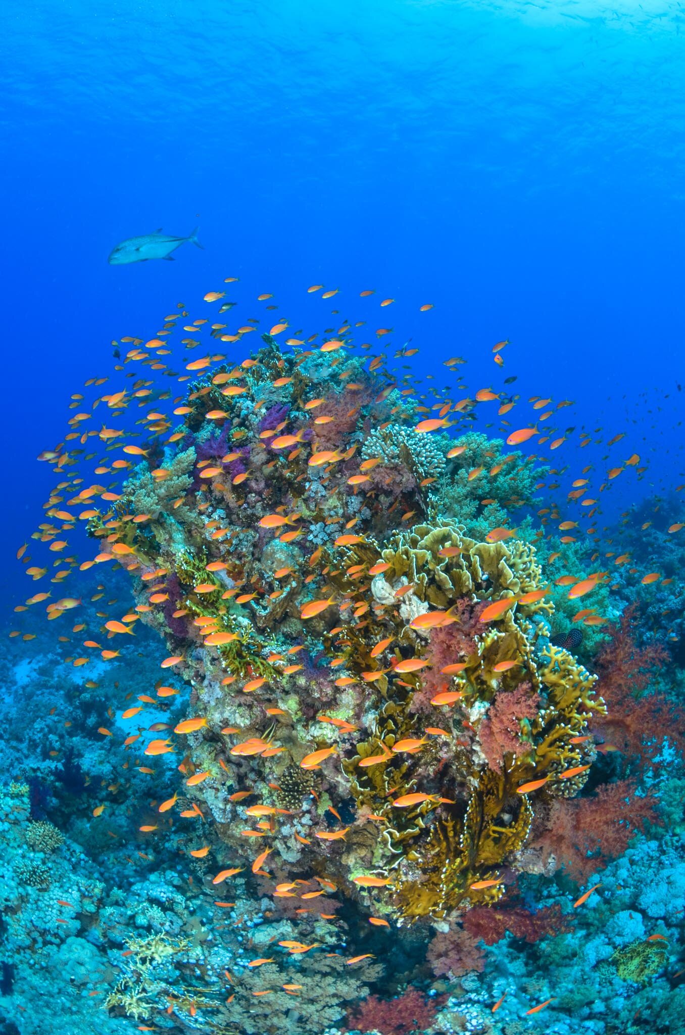 Fish&Corals (116 di 142).jpg