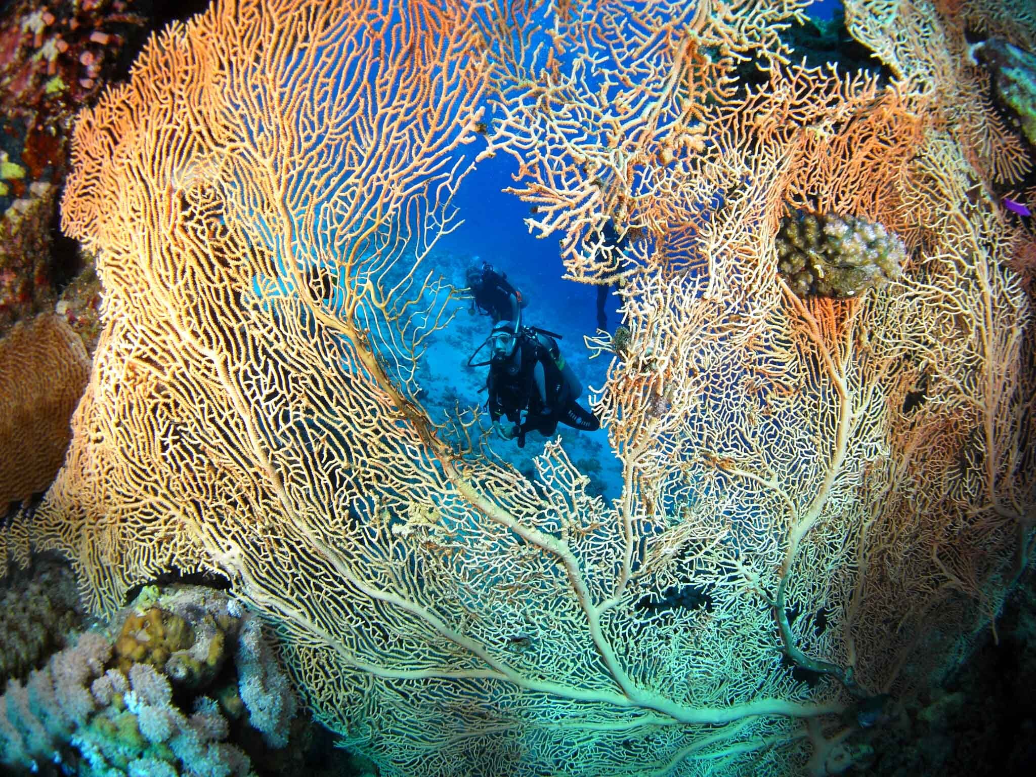 Fish&Corals (128 di 142).jpg