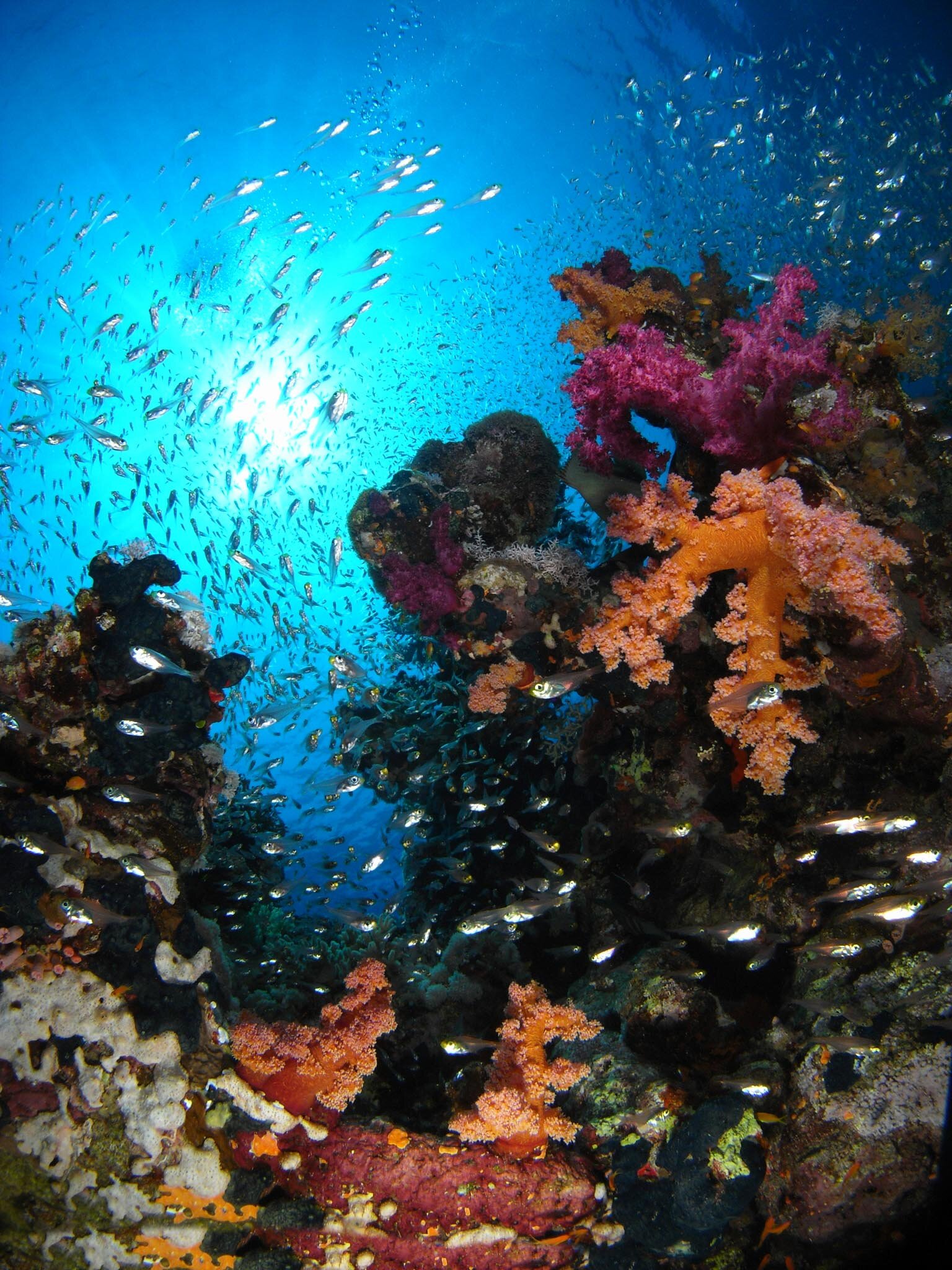 Fish&Corals (130 di 142).jpg