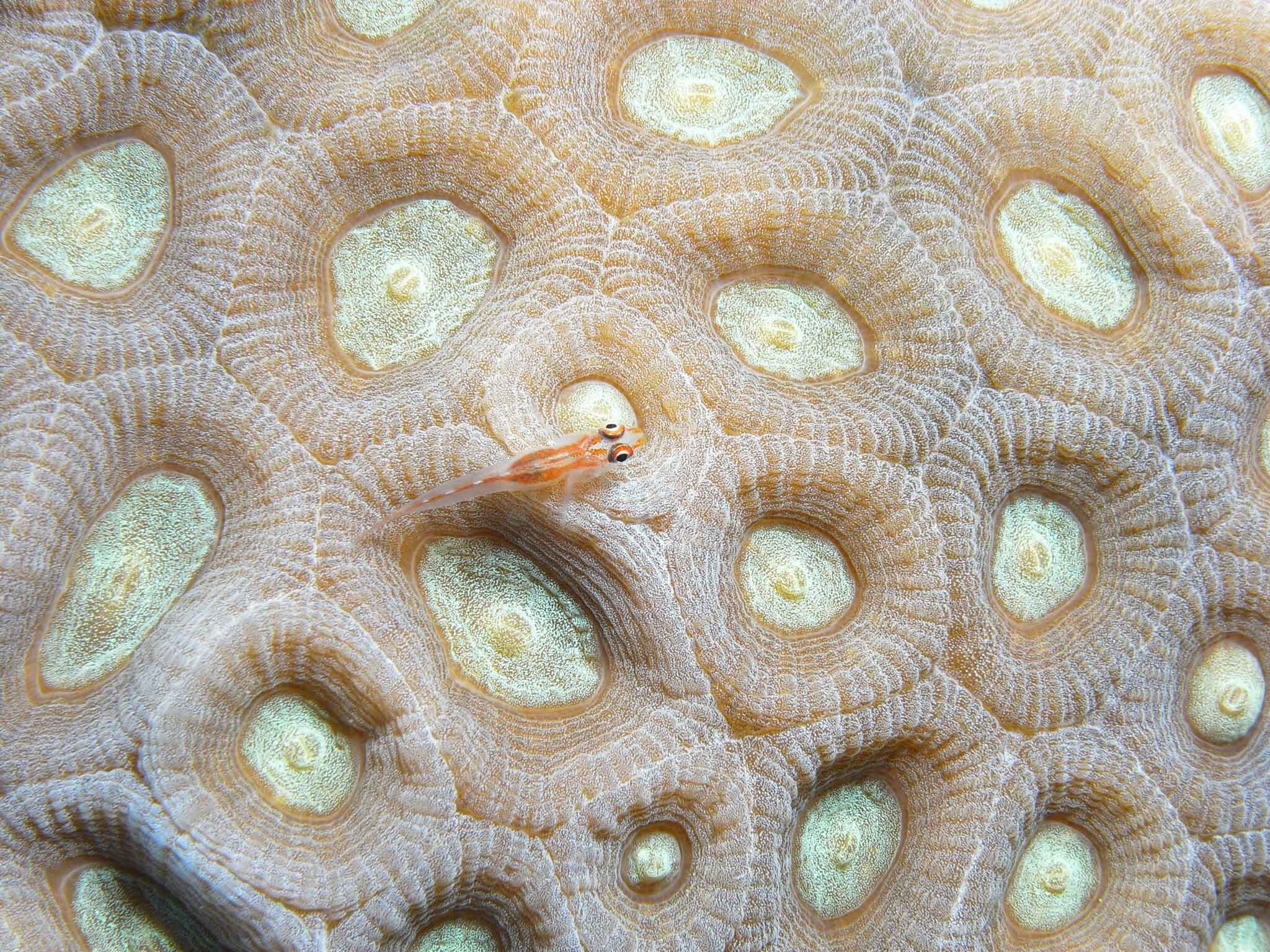 Fish&Corals (136 di 142).jpg