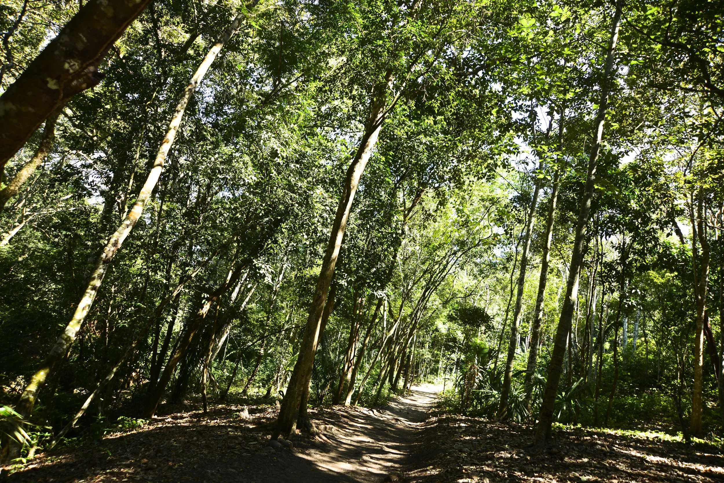 treesguate.jpg