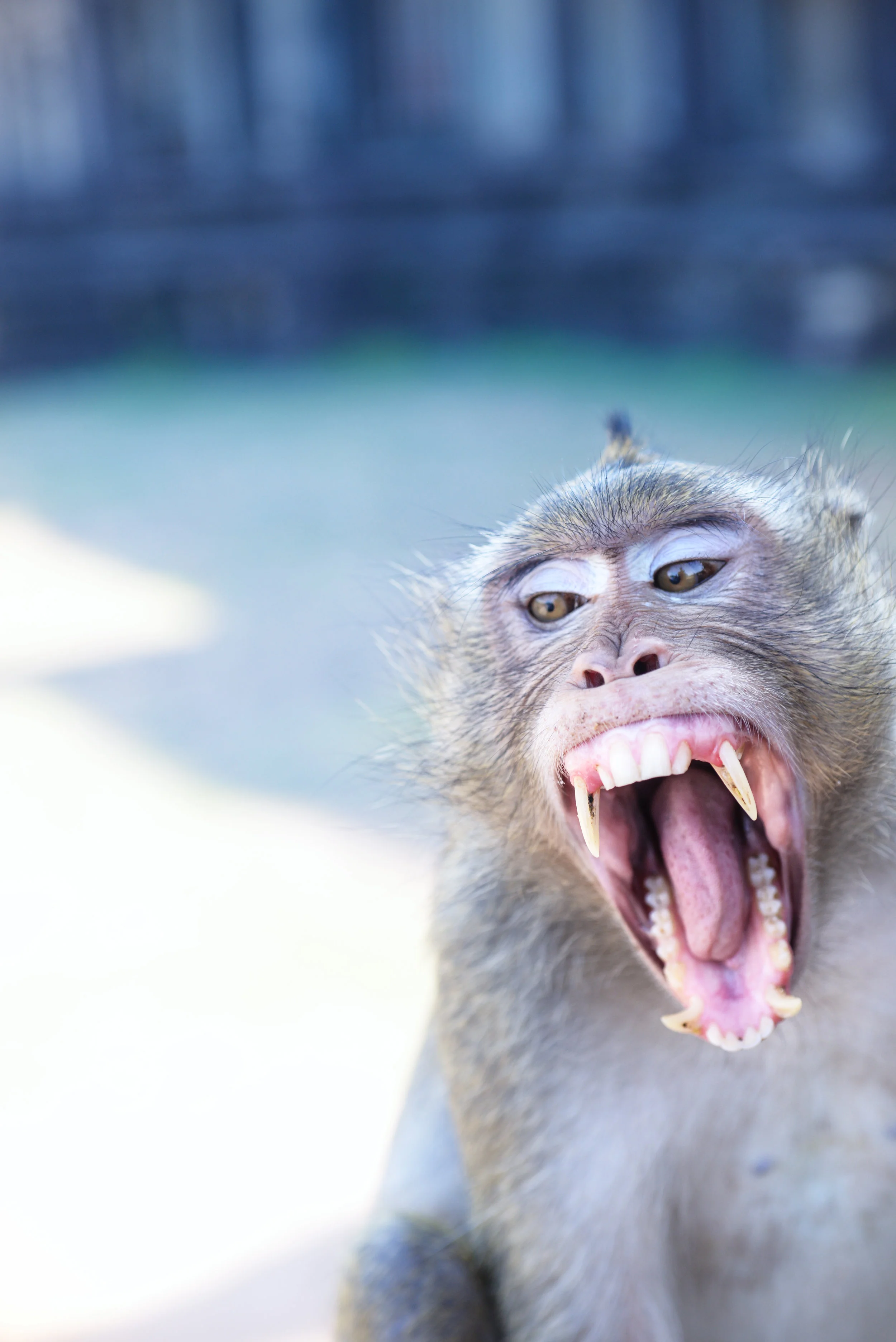A Yawn - Ape // Cambodia (2015)