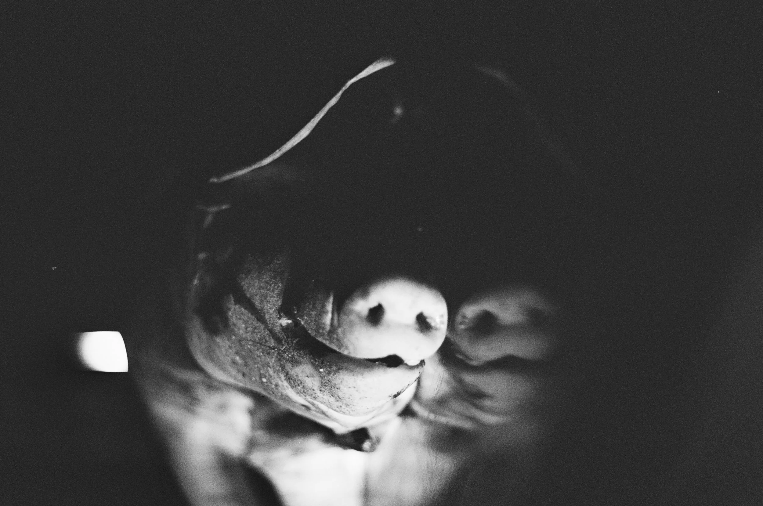Dead Pig - On Set // (2018)
