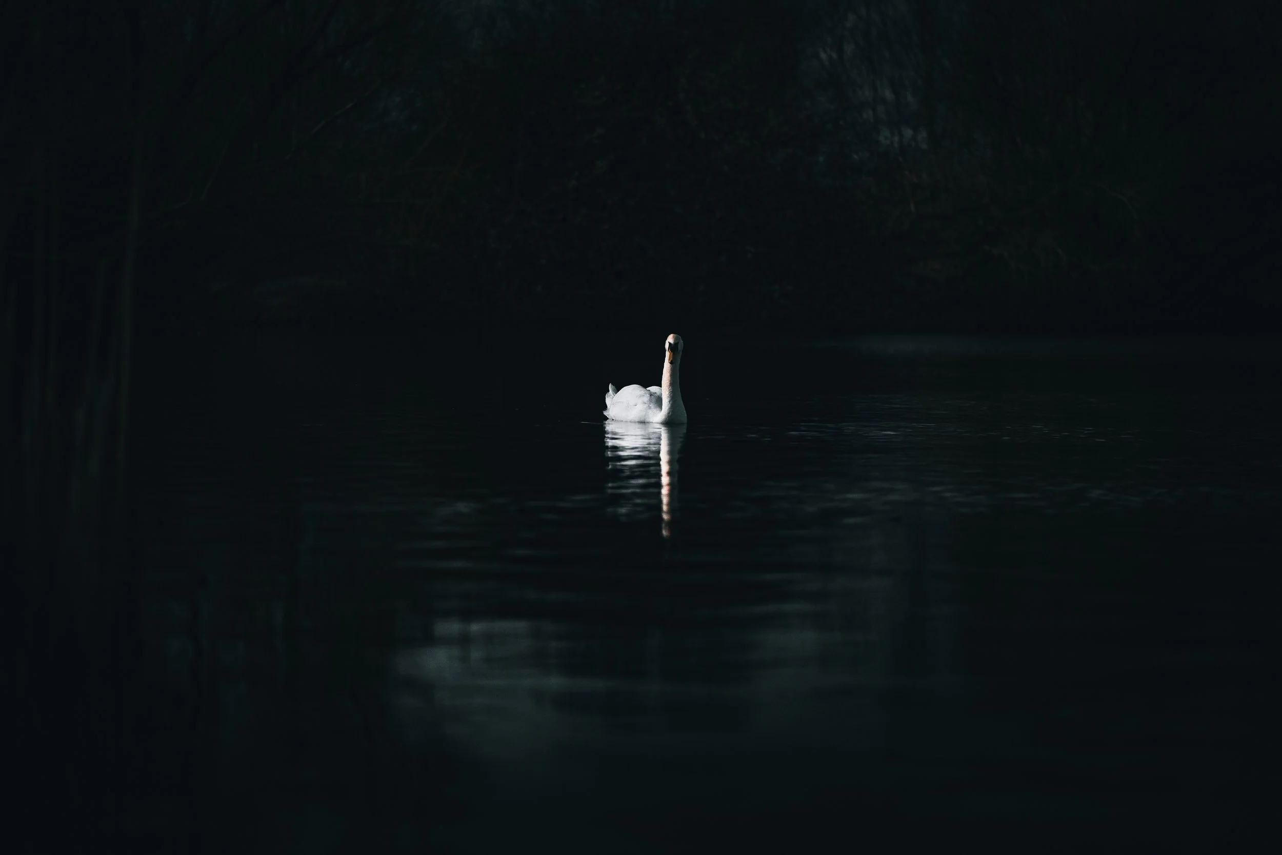 Swan.jpg