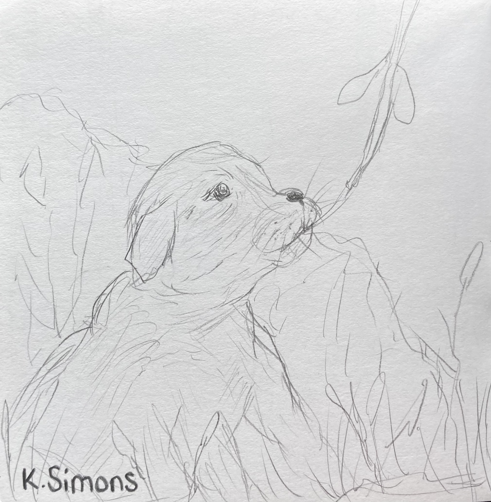 Puppy (Pencil on paper, 3.75x3.75 inches, January 2026)