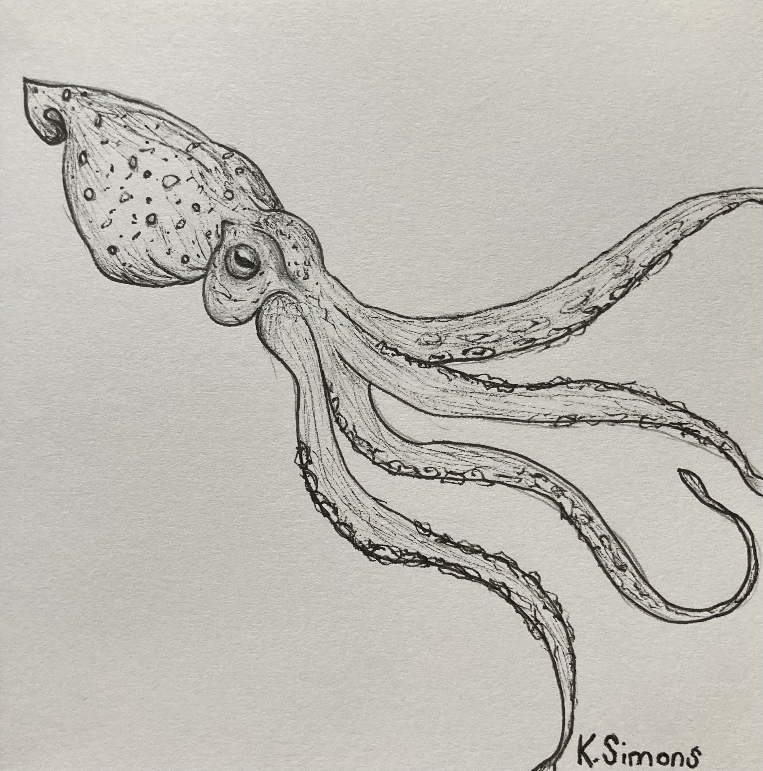 Squid (Pen & pencil on paper, 3.75x3.75 inches, September 2025)