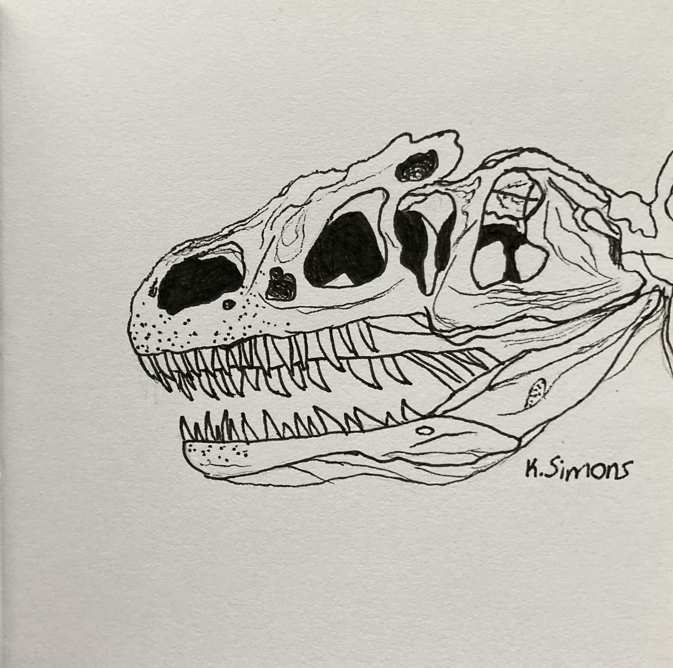 Jumbo (Pen and pencil on paper, 3.75x3.75 inches, October 2024)
