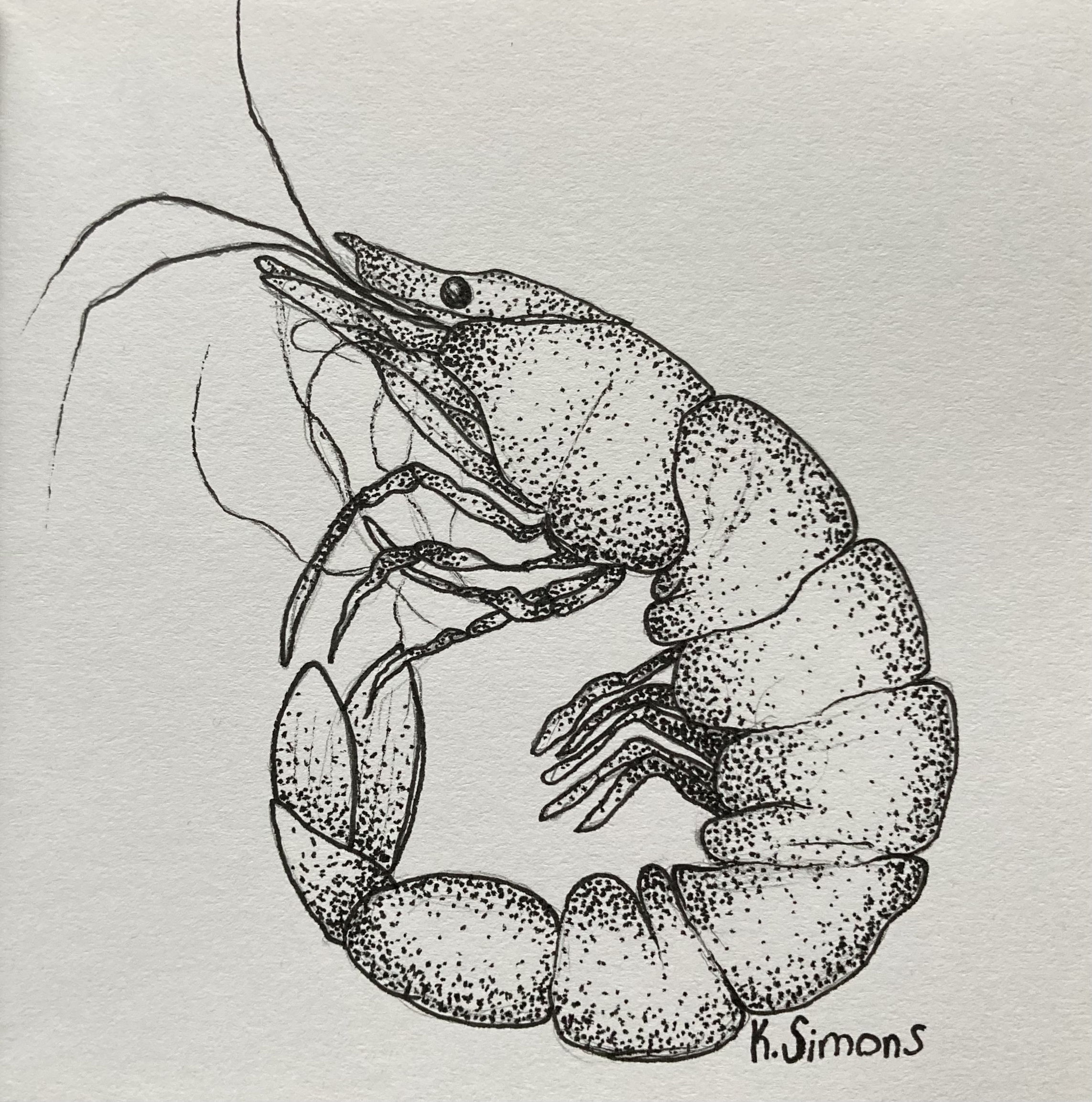 Shrimp (Pen & pencil on paper, 3.75x3.75 inches, January 2025)