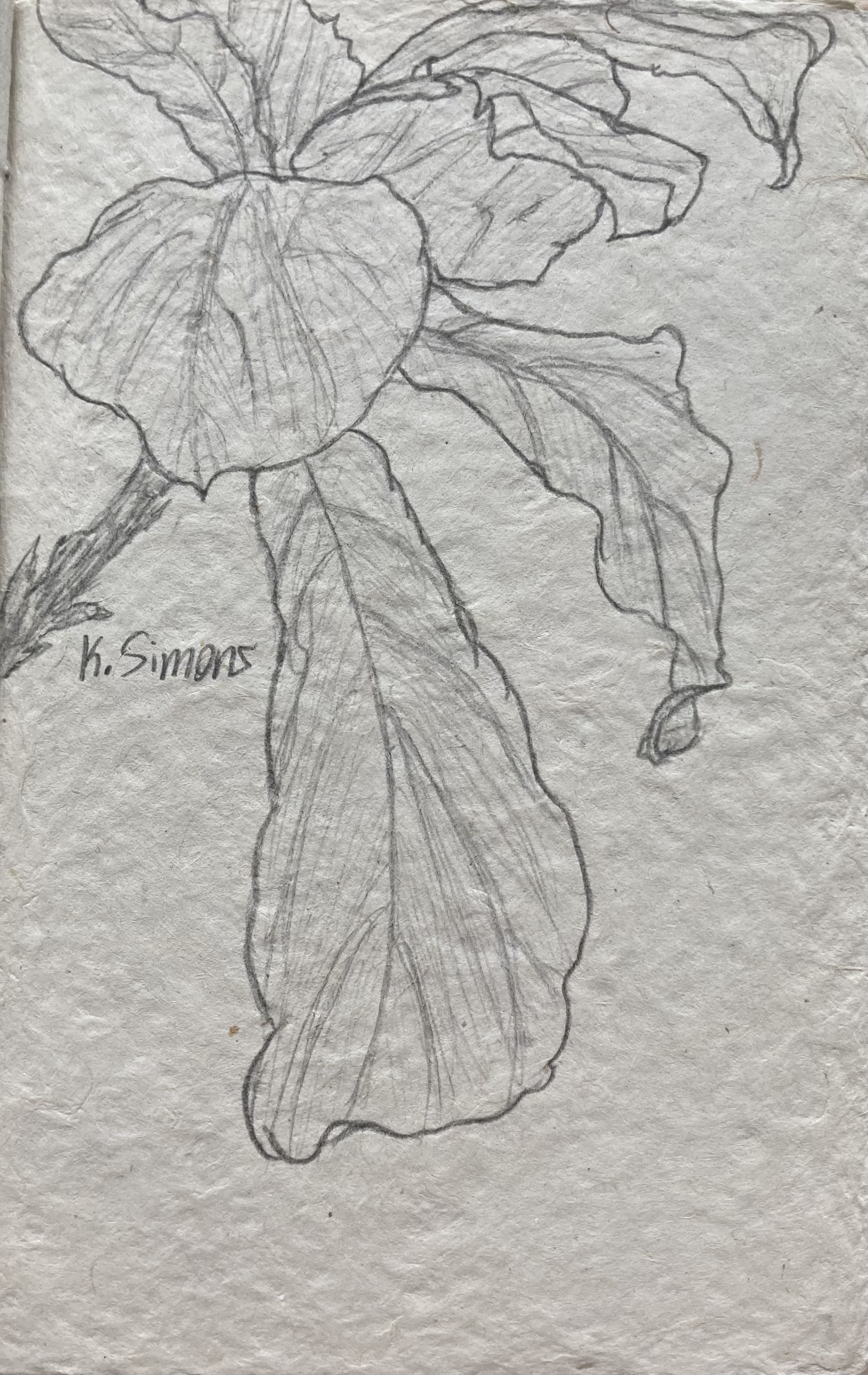 Leaves (Pencil on paper, 5x7.5 inches, December 2024)
