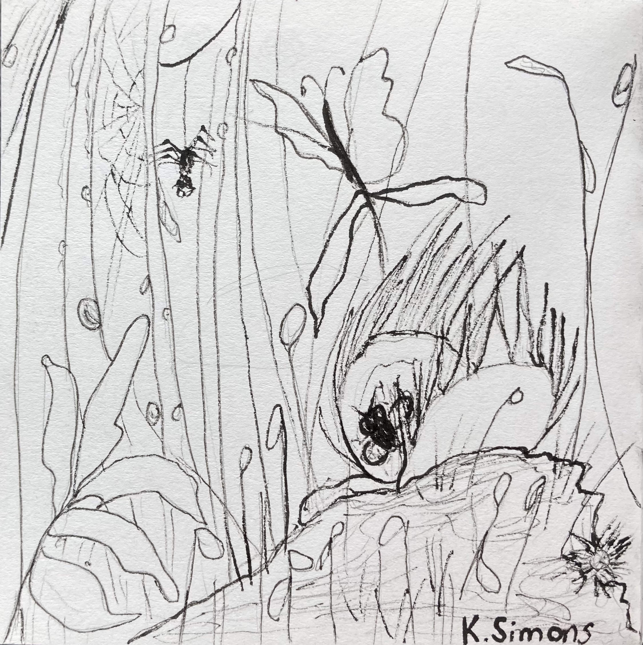 Venus Flytrap (Pen & pencil on paper, 3.75x3.75 inches, January 2026)