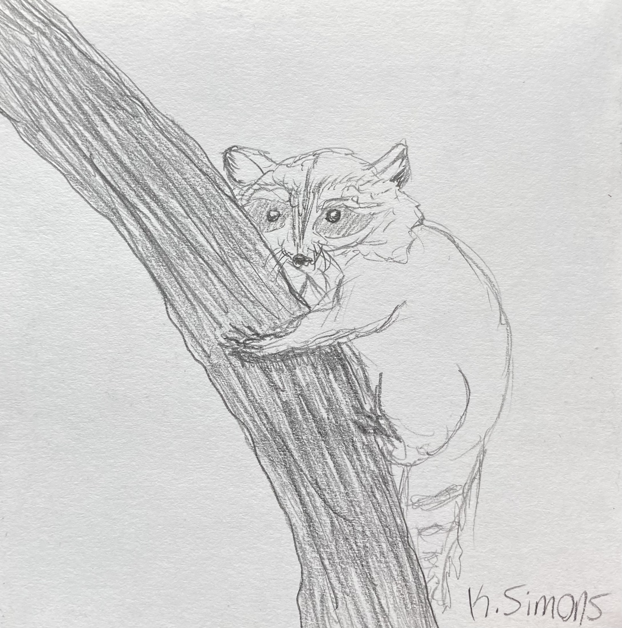 Raccoon (Pencil on paper, 3.75x3.75 inches, January 2026)