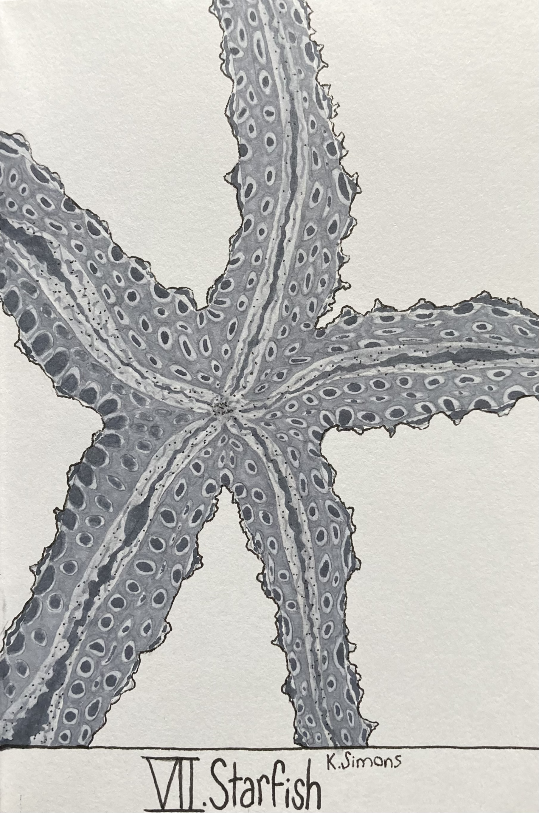 Starfish (Pen, pencil & marker on paper, 4x6 inches, October 2025)