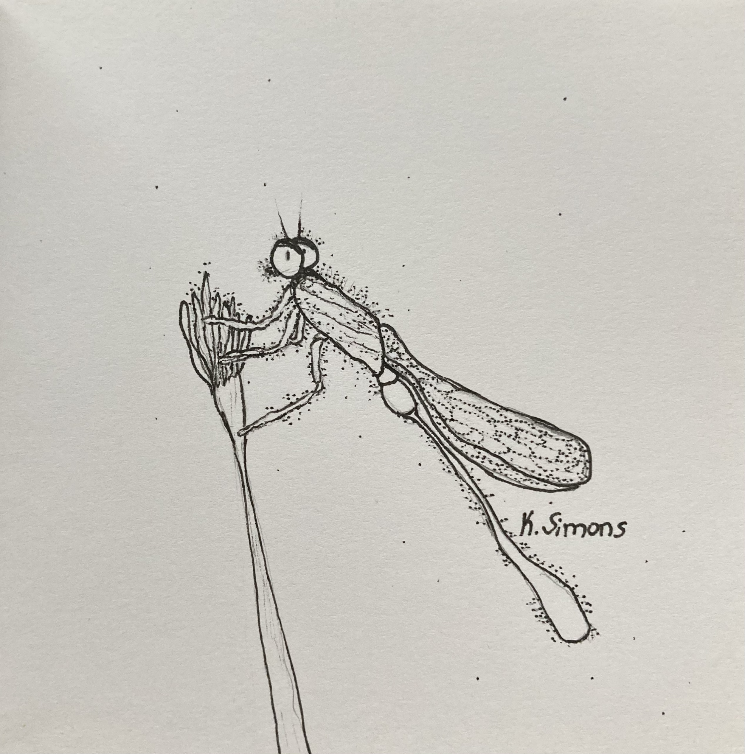 Dragonfly (Pen & pencil on paper, 3.75x3.75 inches, June 2025)