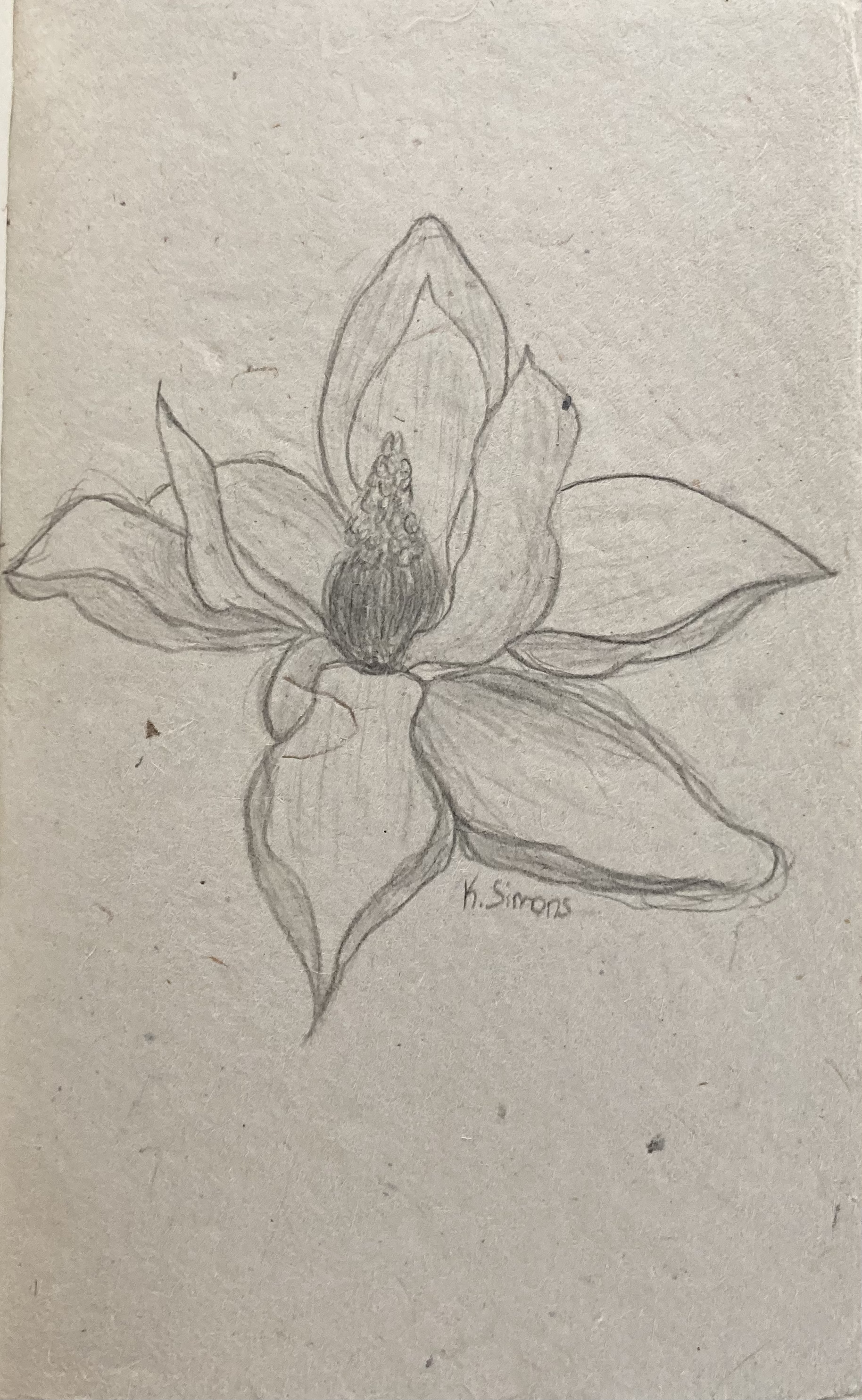 Magnolia (Pencil on paper, 5x7.5 inches, November 2024)